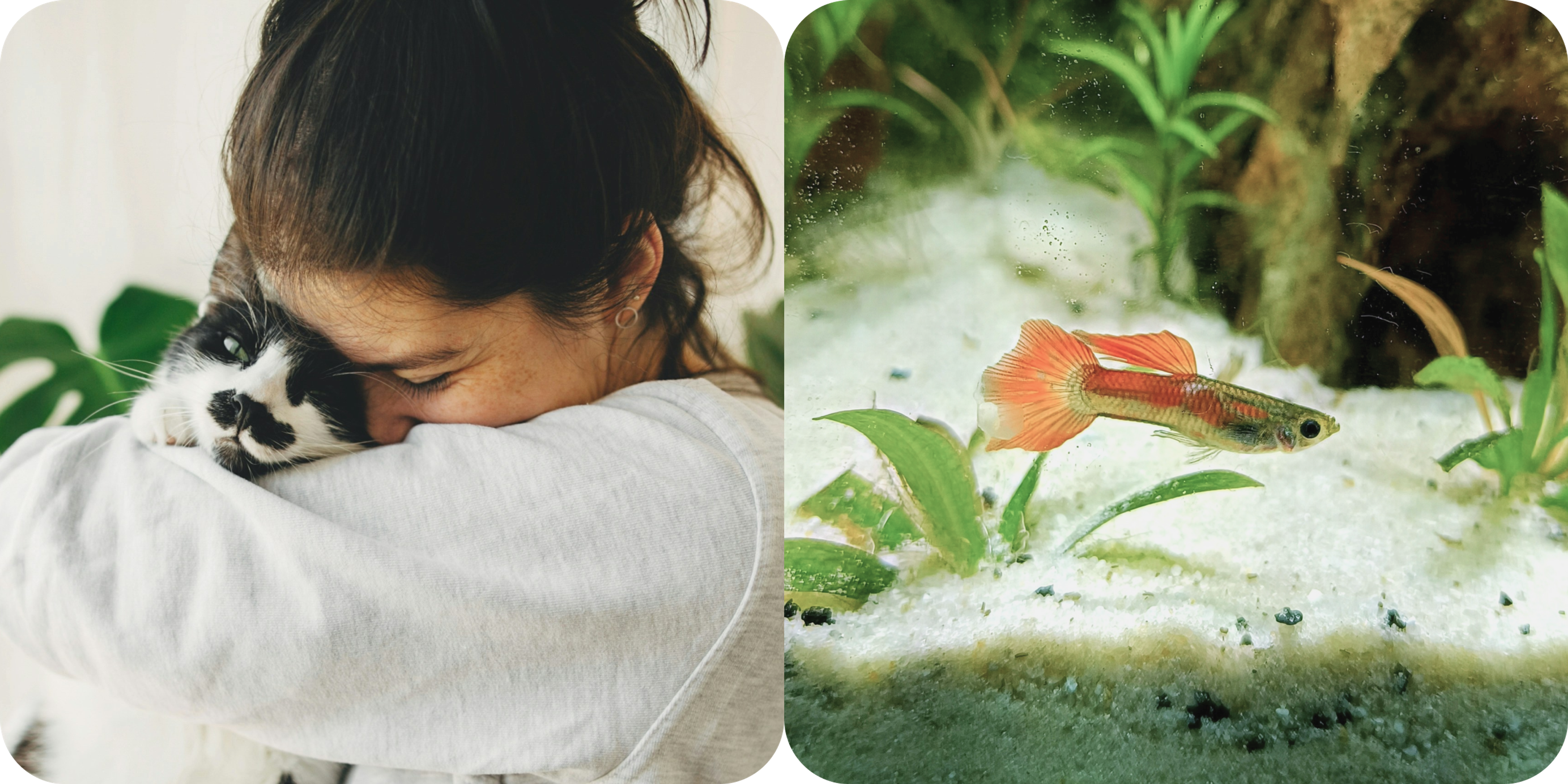 Do Owning Cats and Other Types of Pets Have Health Benefits?