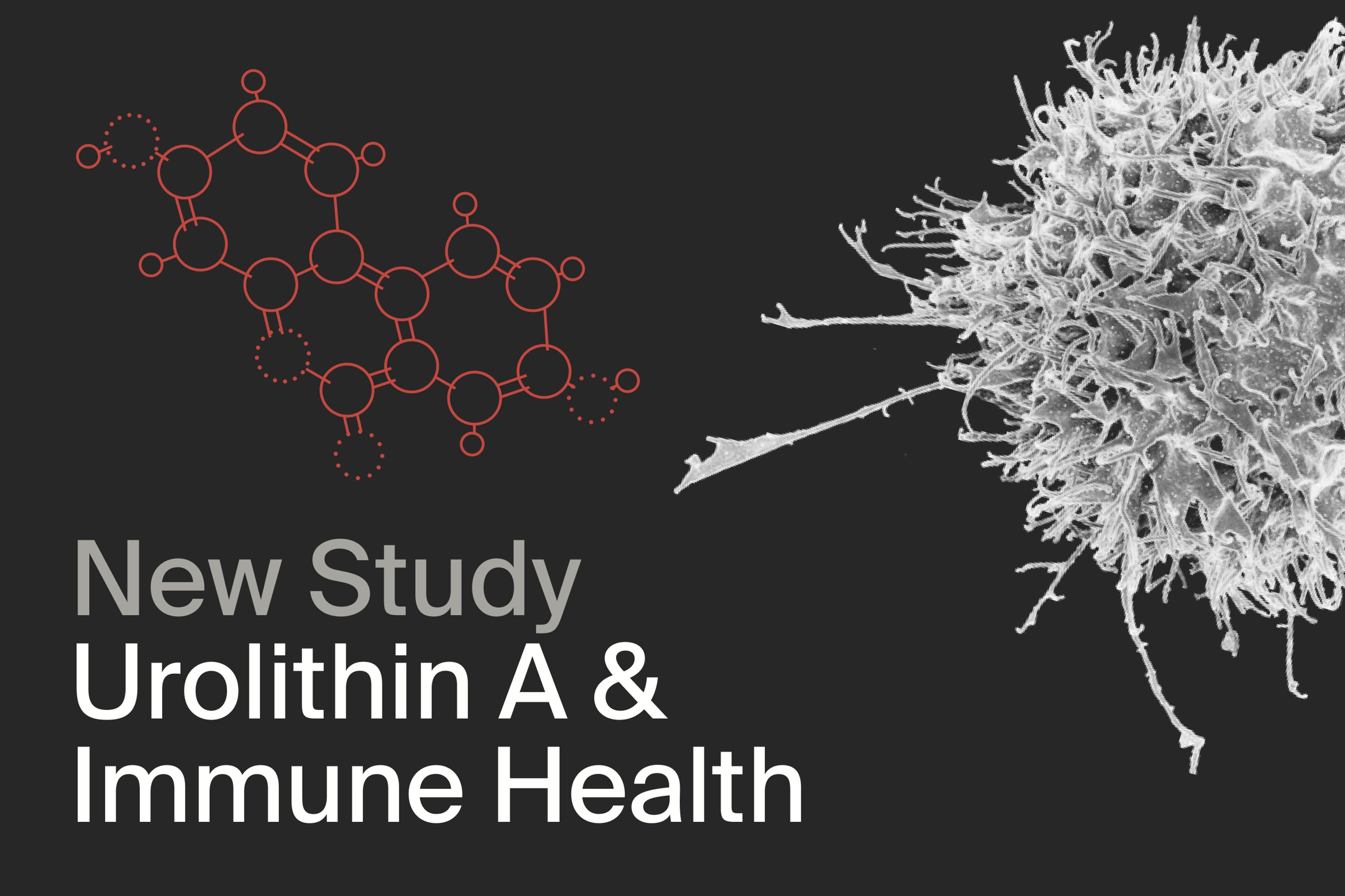 New study, Urolithin A and Immune Health