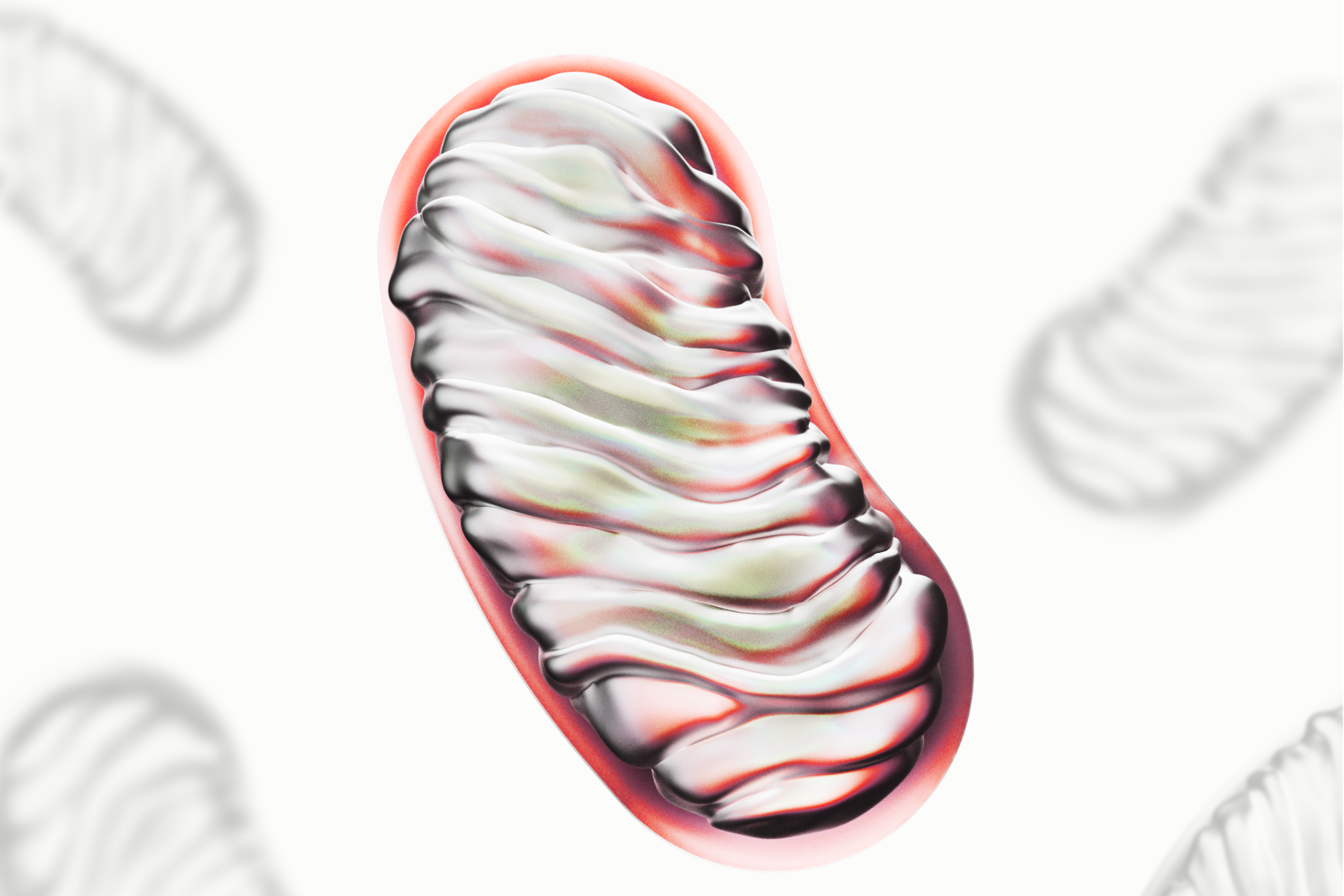 3D representation of an active mitochondria