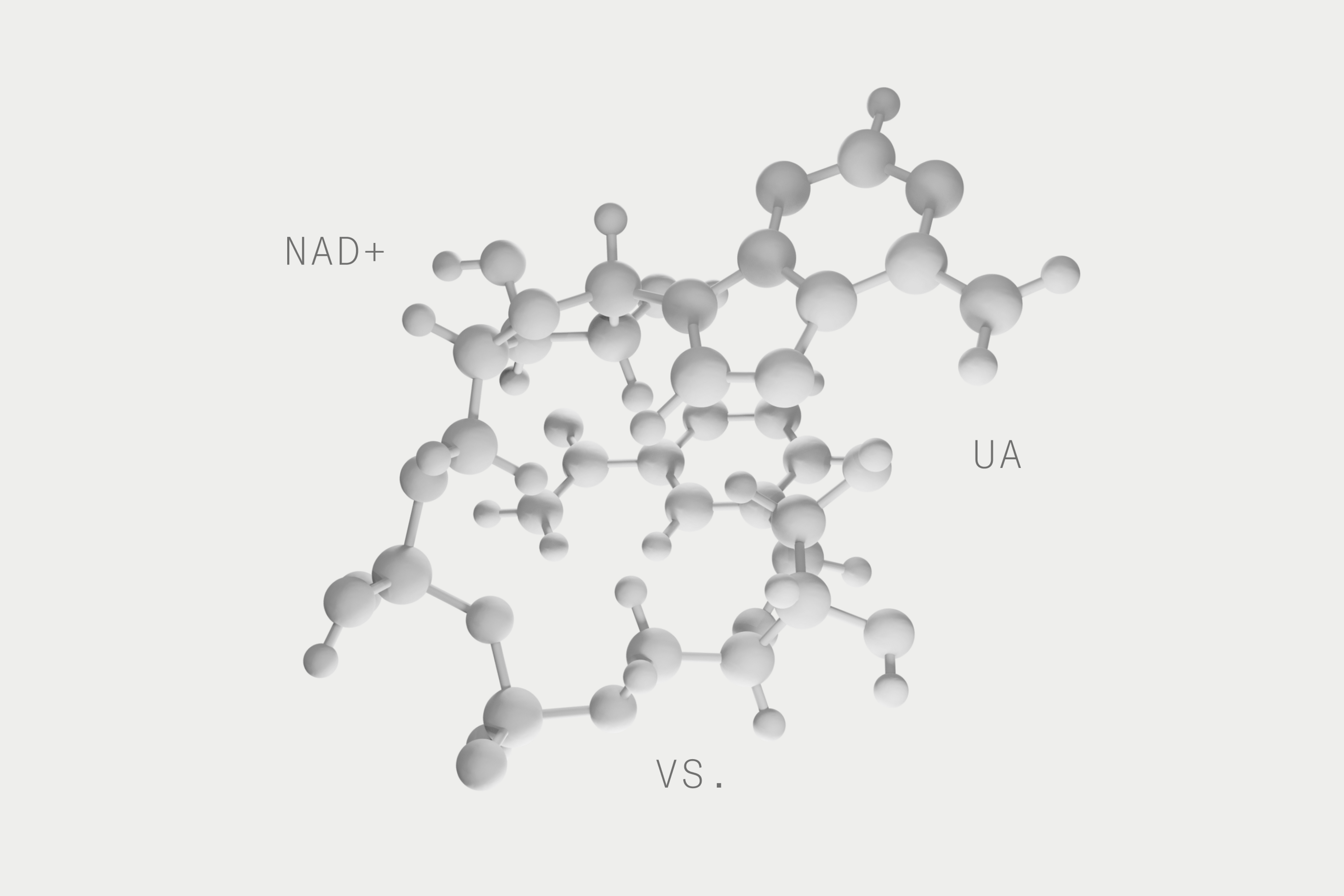 NAD+ molecule