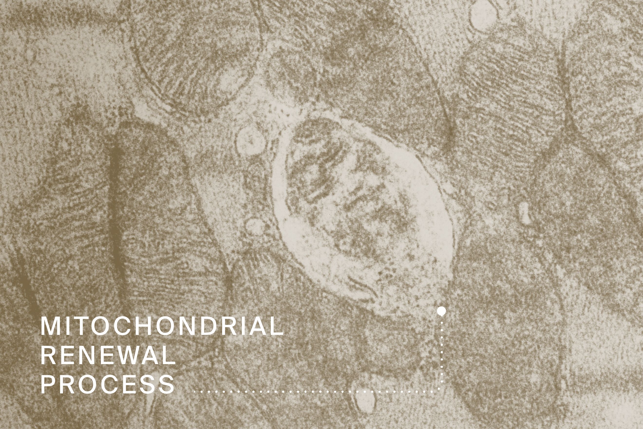 Mitochondrial Renewal Process