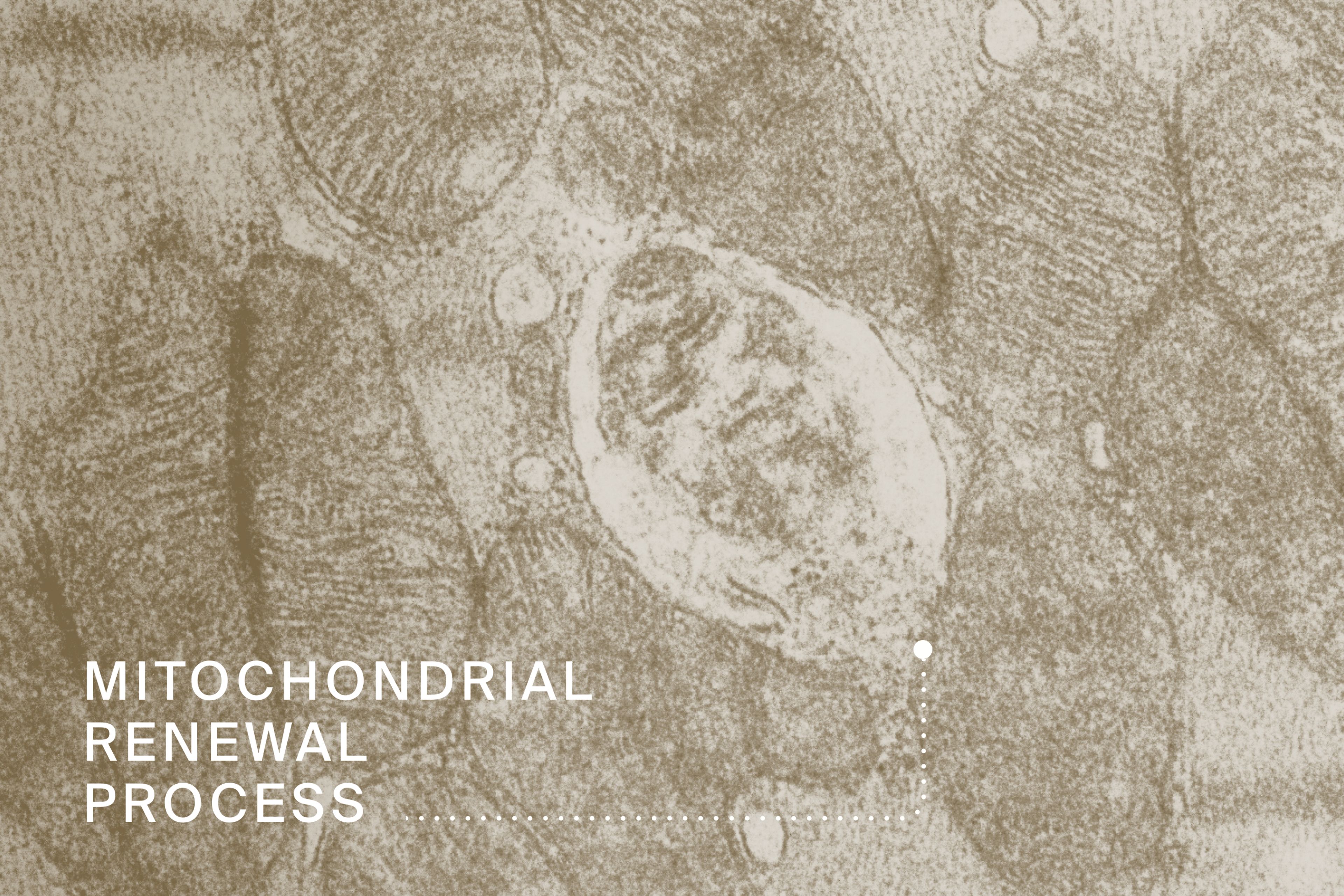 Mitochondrial Renewal Process