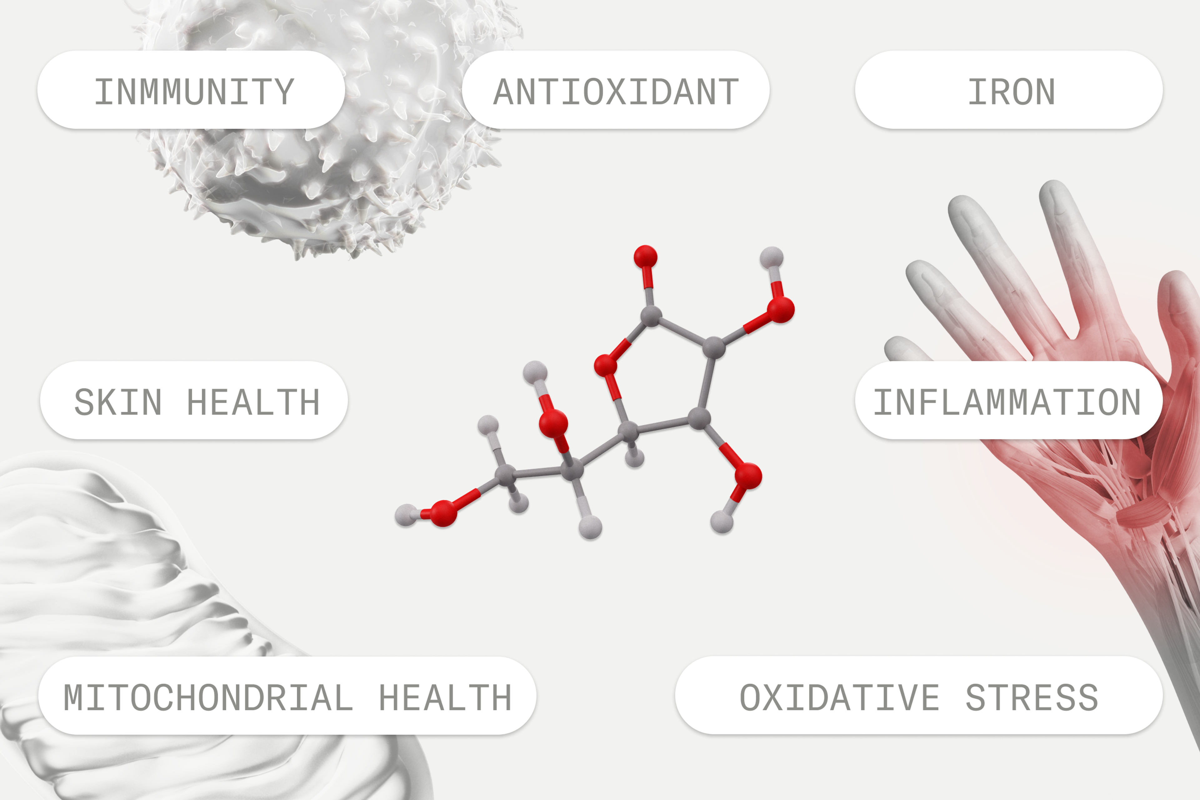 Roles of Vitamin C in the body