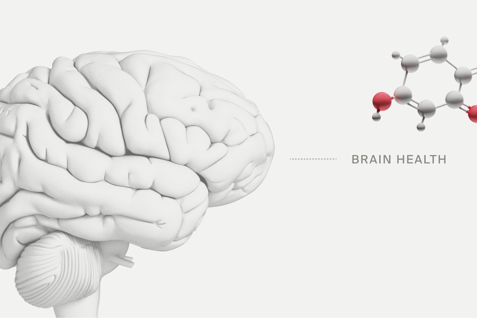 brain