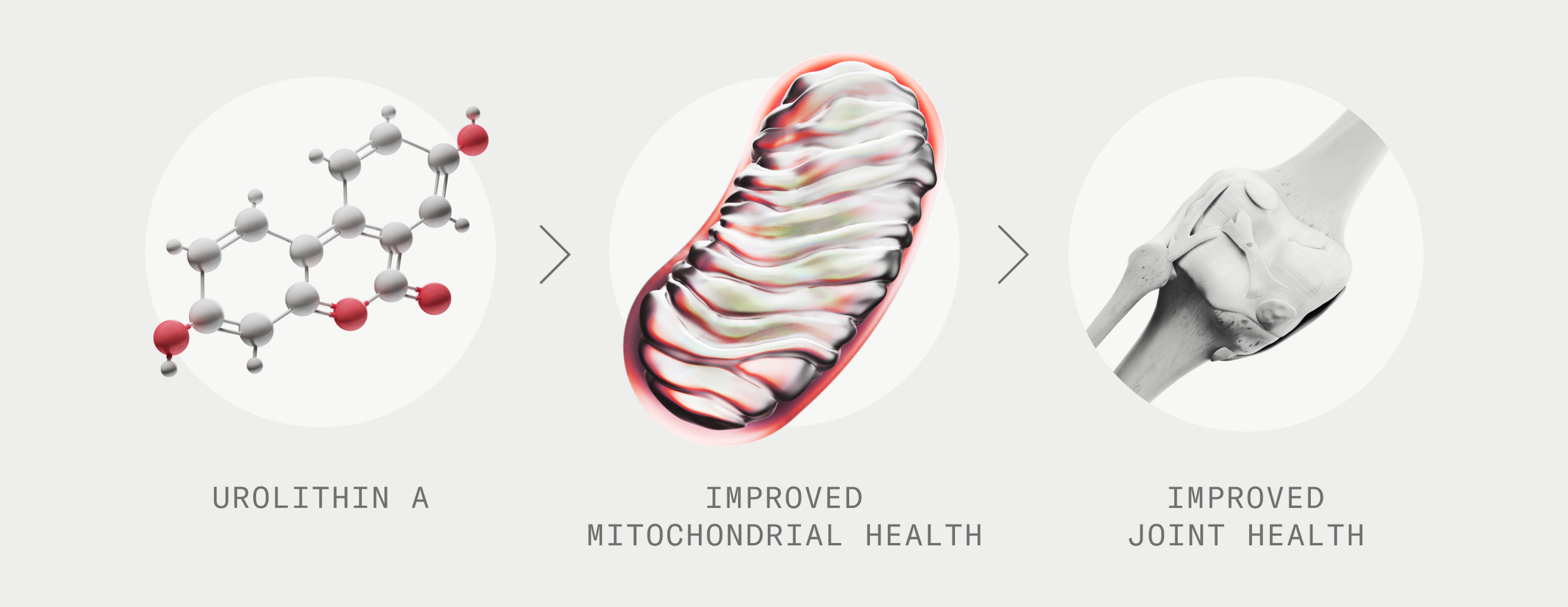 Urolithin A > Improved Mitochondrial Health > Improved Joint Health