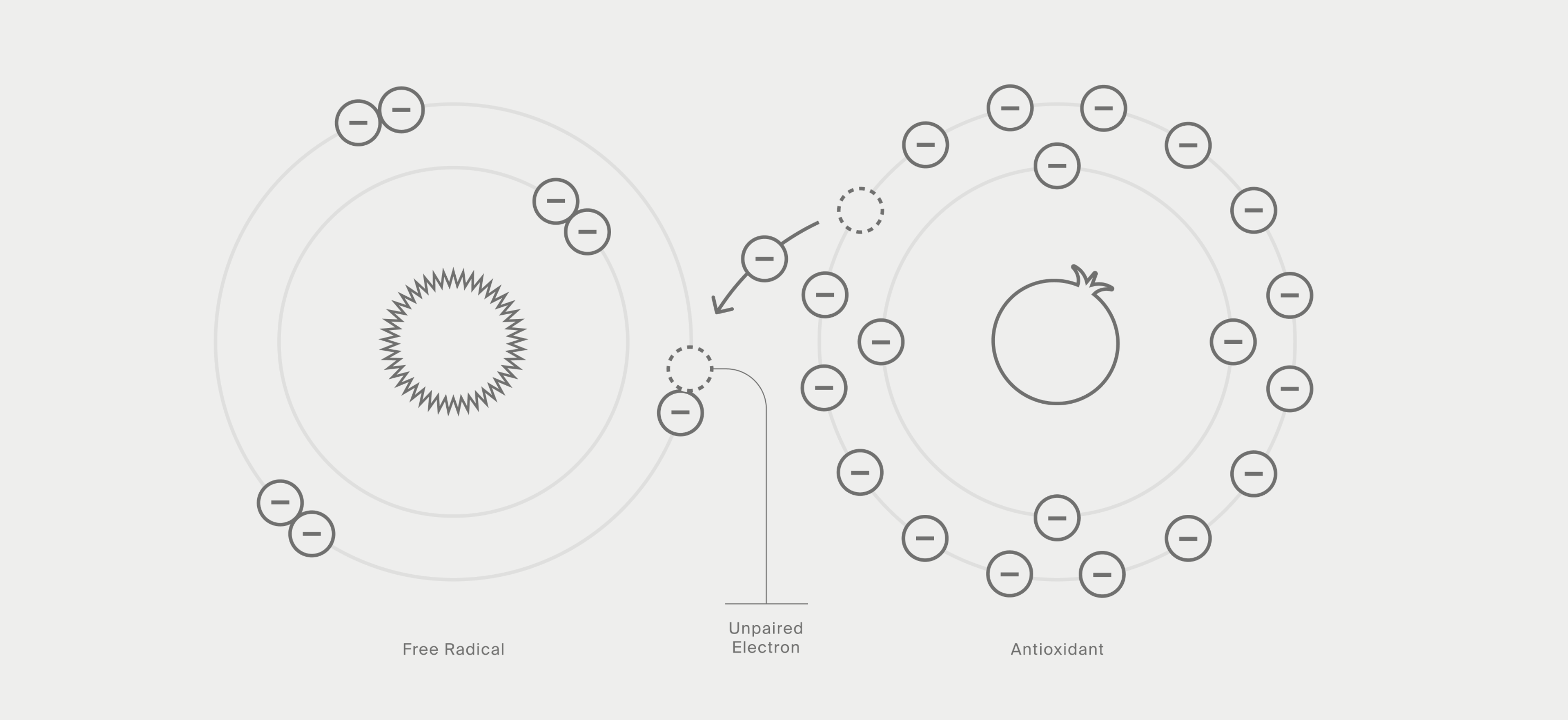 Diagram depicting an antioxidant atom giving away an electron to a free radical atom