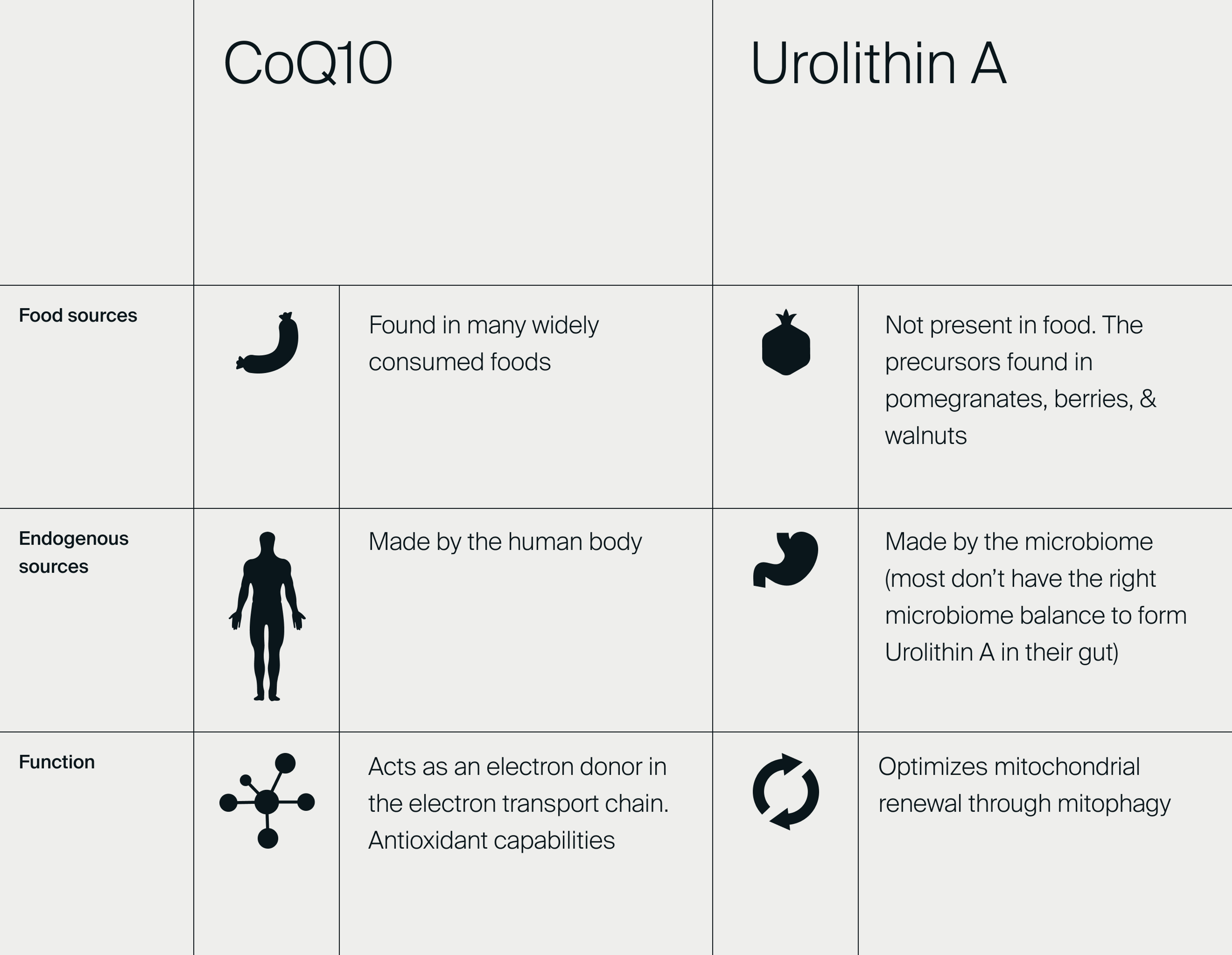 Table comparing the endogenous sources, food sources and the function of Urolithin A and CoQ10