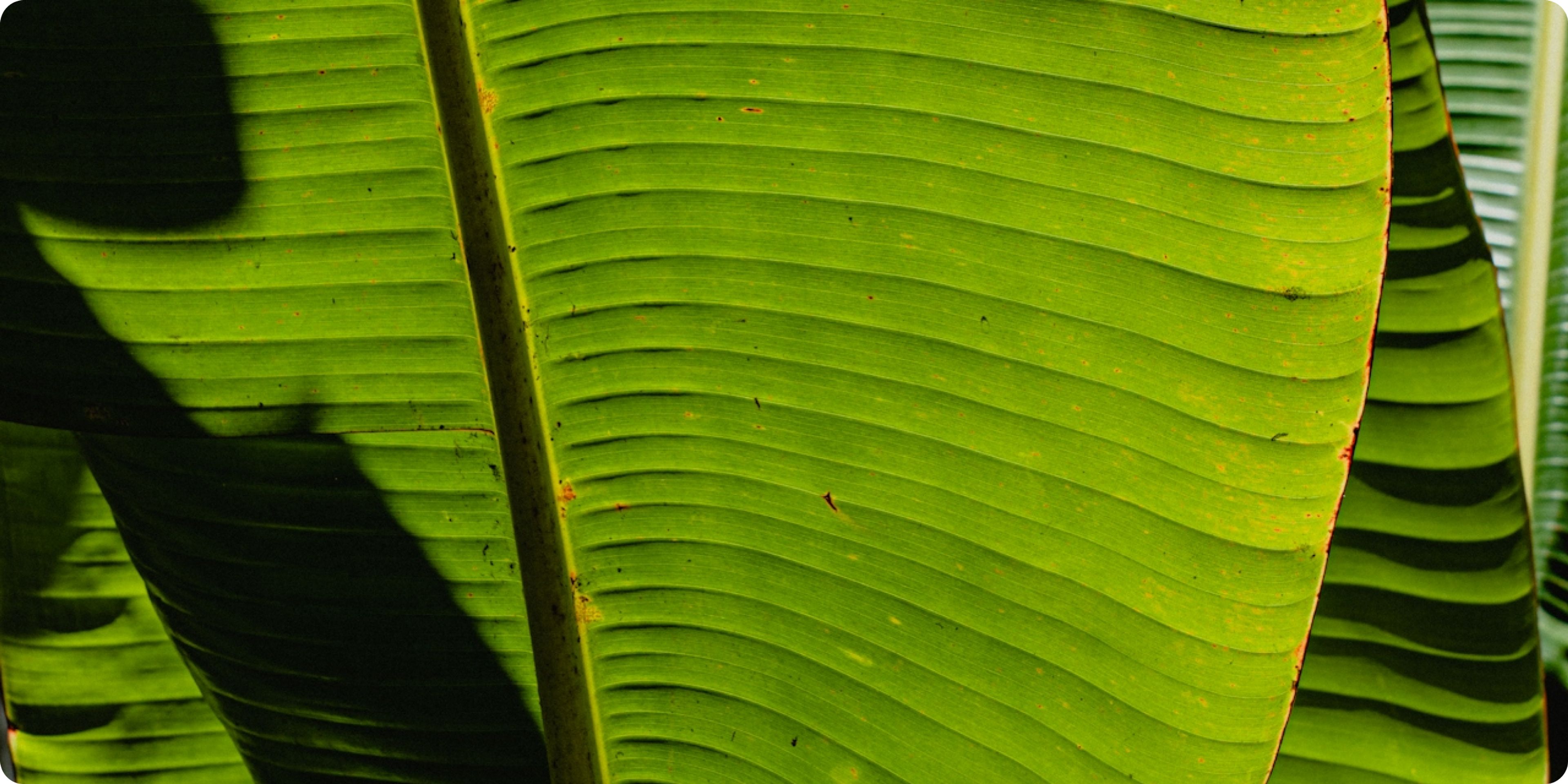 green light benefits