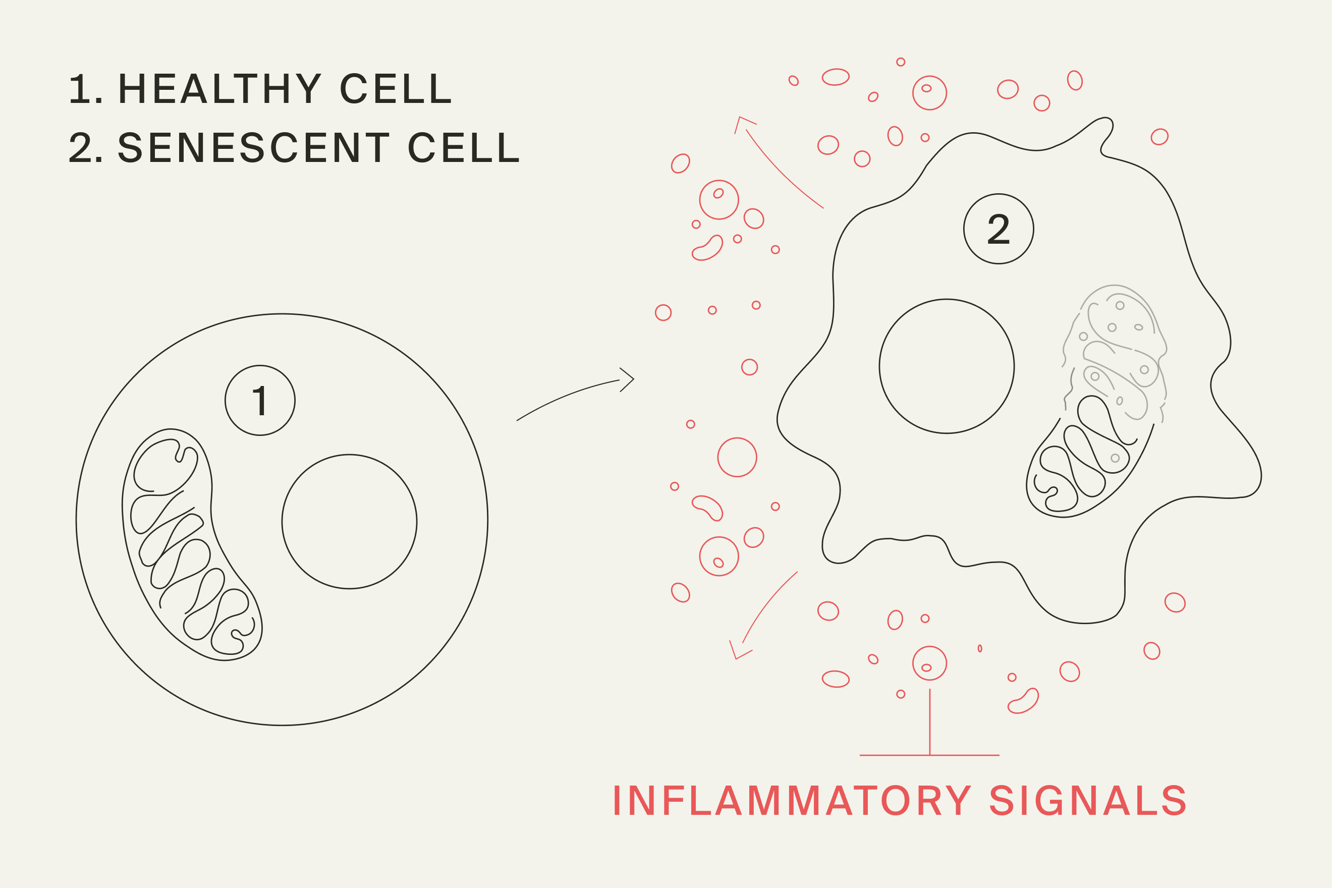 healthy vs senescent cells