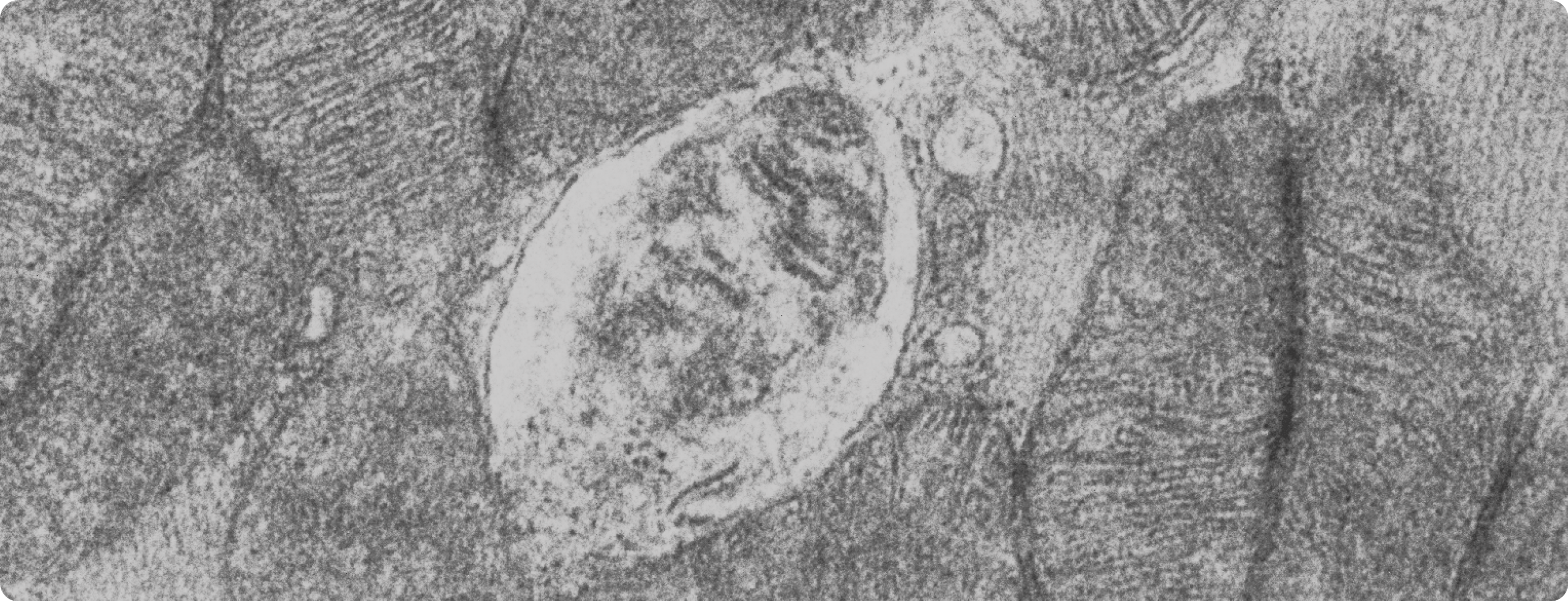 Mitochondria