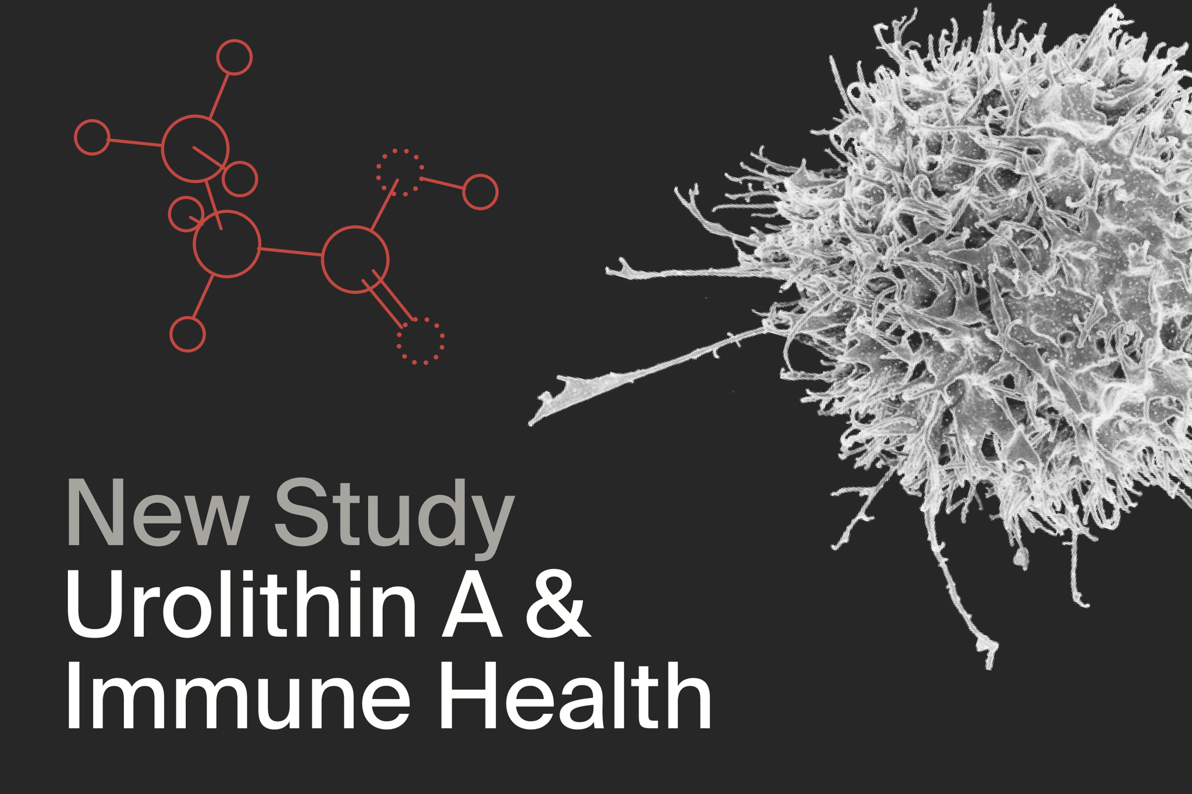 New study, Urolithin A and Immune Health