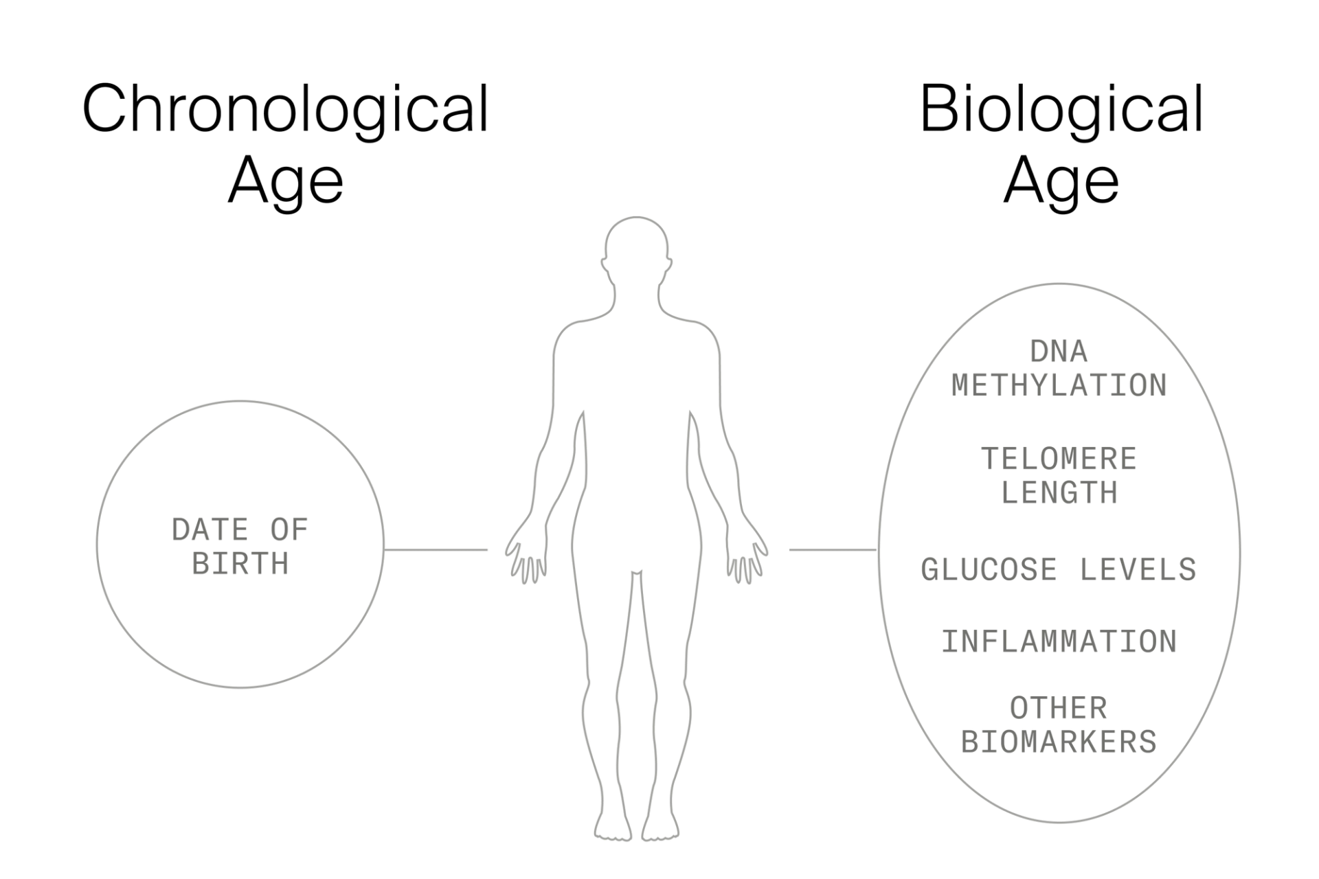 Biological age vs. chronological age: Can you reverse aging? - Timeline