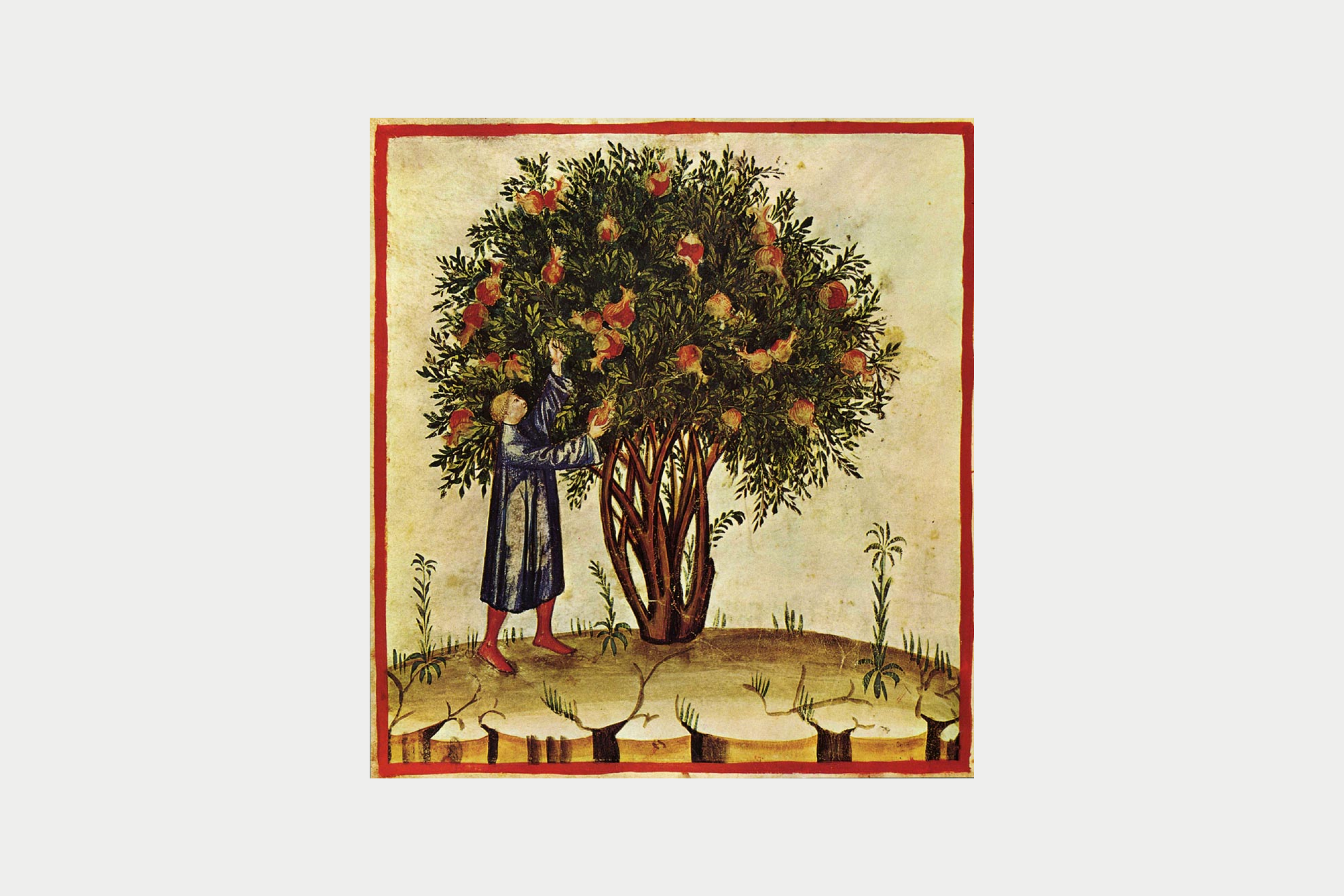 A pomegranate tree in an illustration for the Tacuinum Sanitatis, made in Lombardy, late 14th century (Biblioteca Casanatense, Rome)