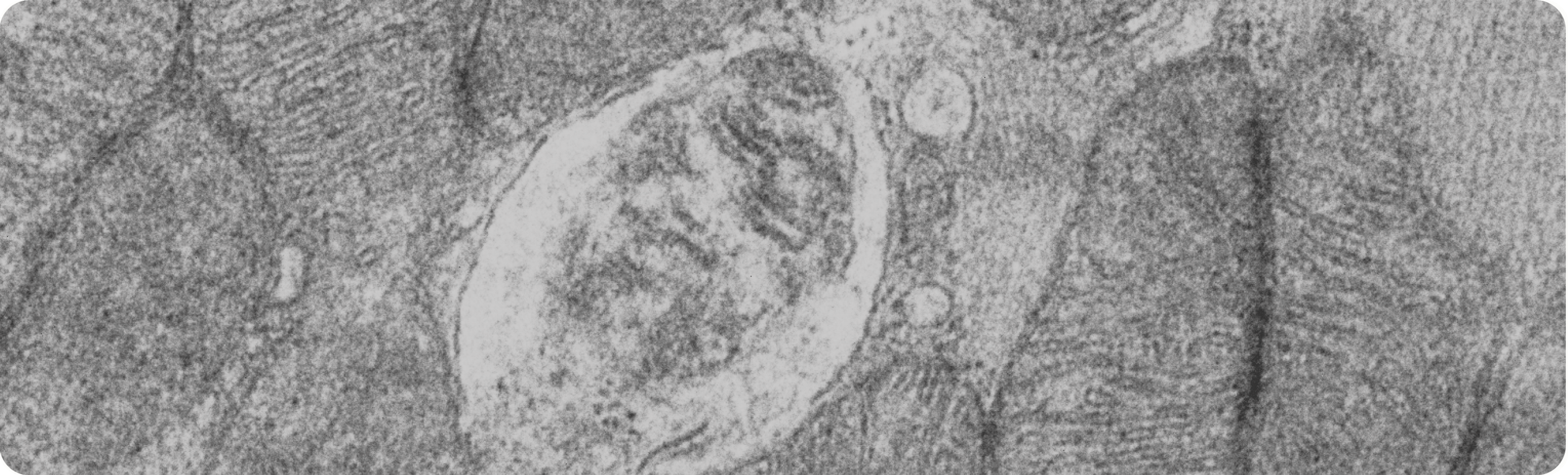 what is mitochondria