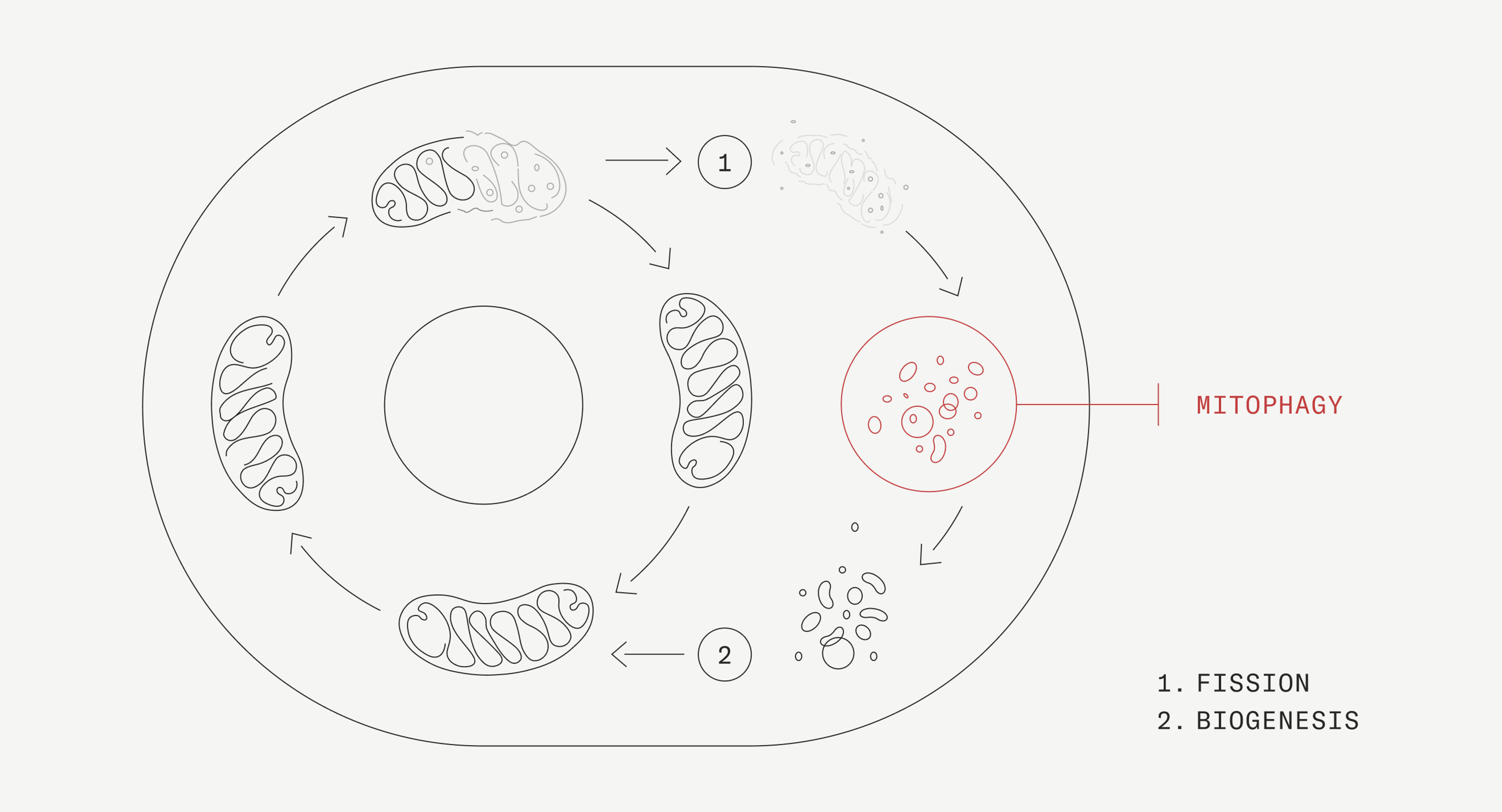 Mitophagy