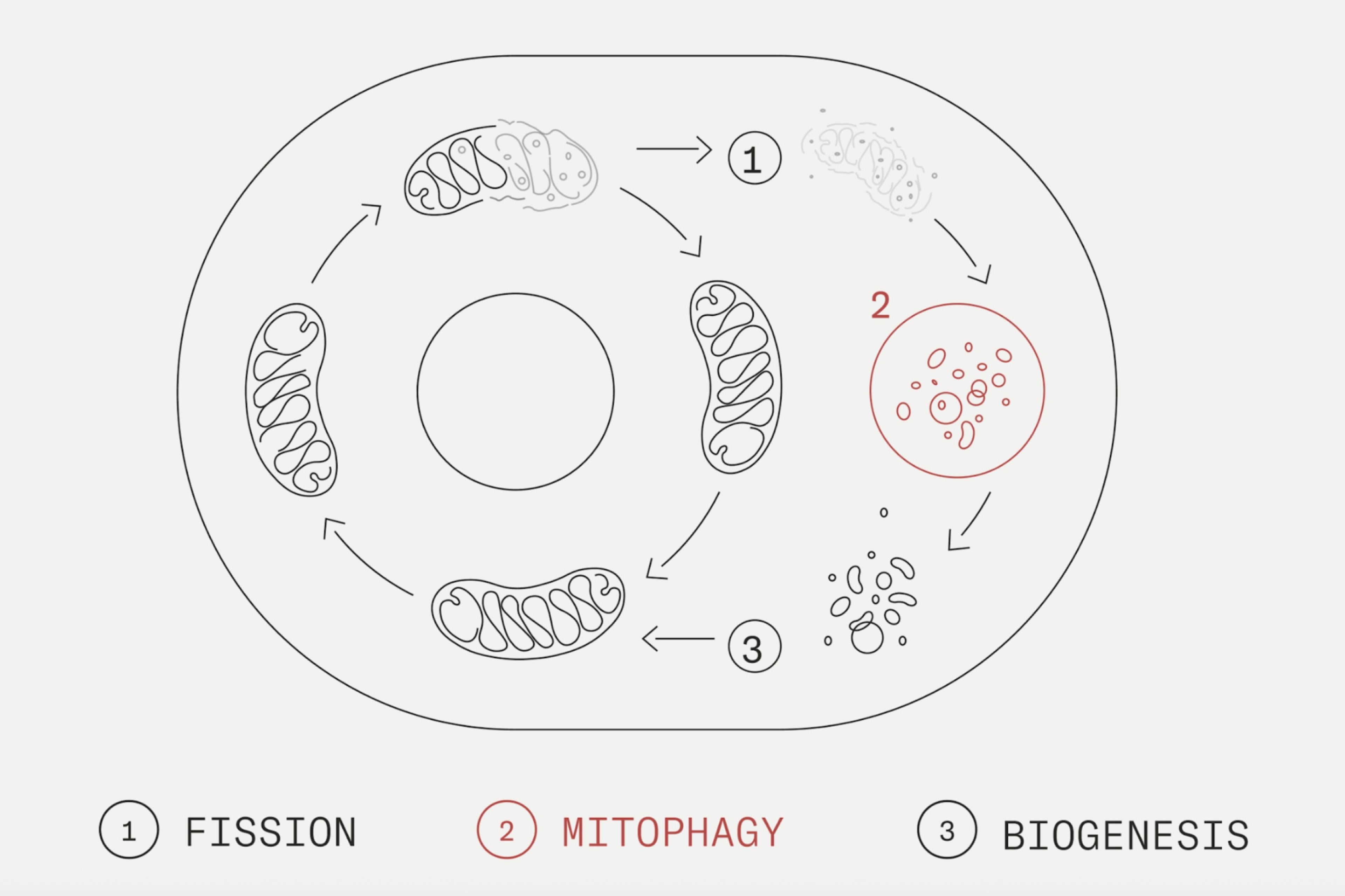 Mitophagy phases