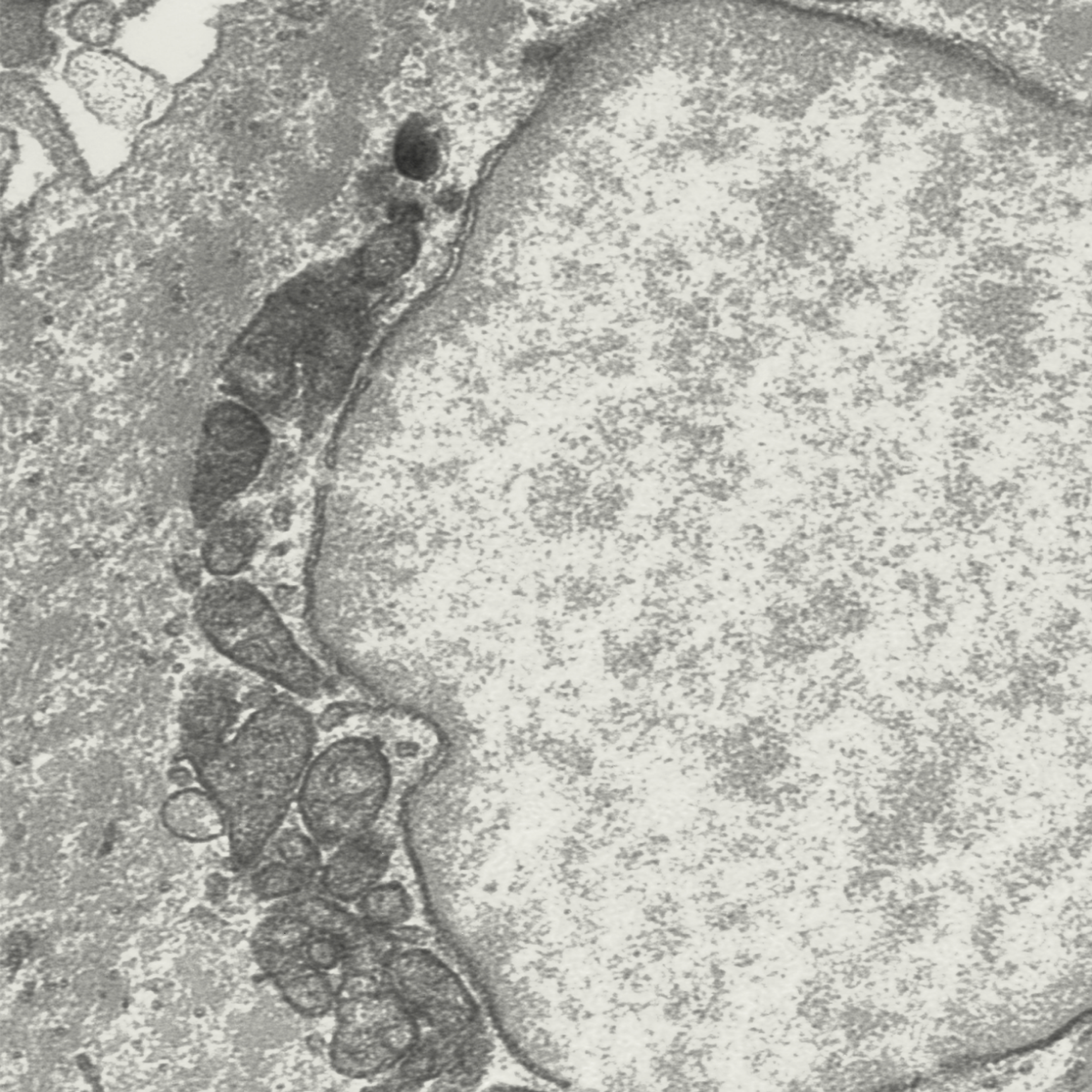 How Mitopure (Urolithin A) works