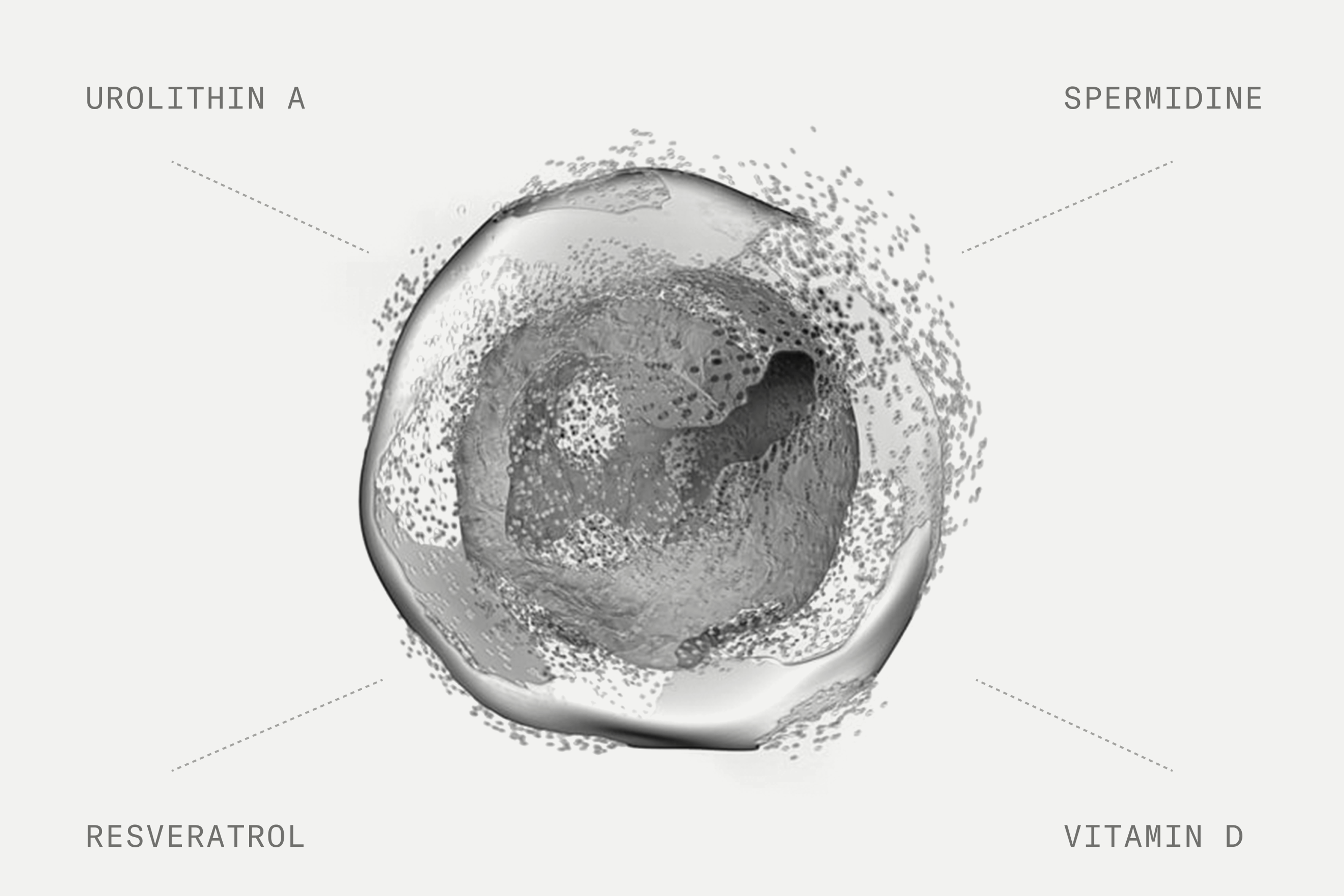 4 Supplements and Nutrients for Inducing Autophagy
