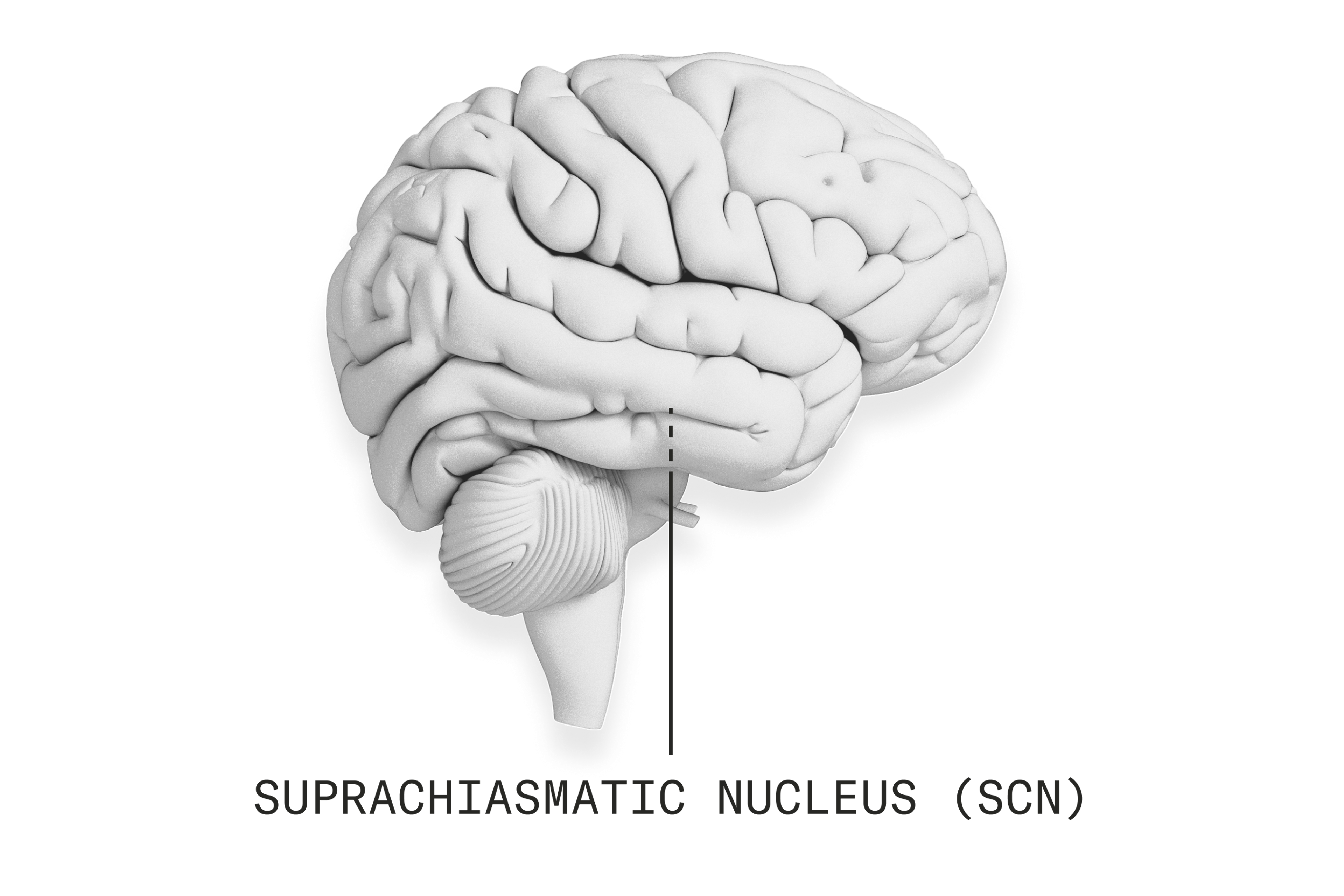 Suprachiamatic Nucleus (SCN)