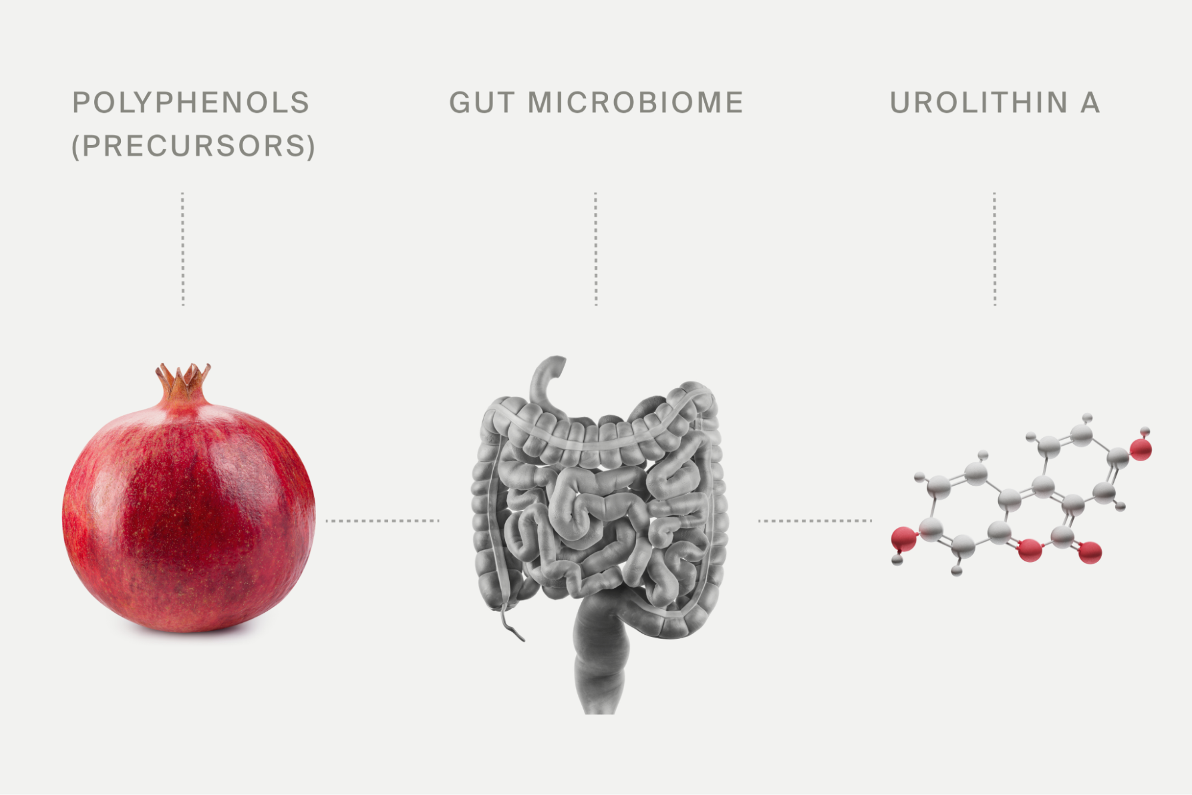 how to produce Urolithin A in gut