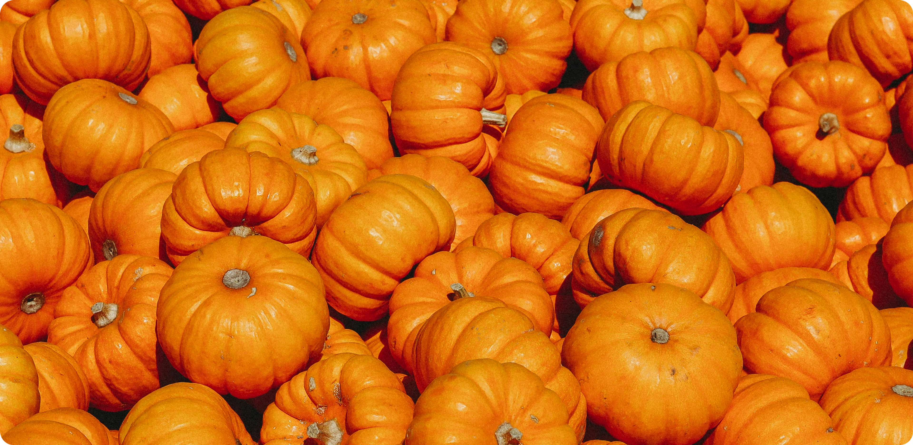 Pumpkin