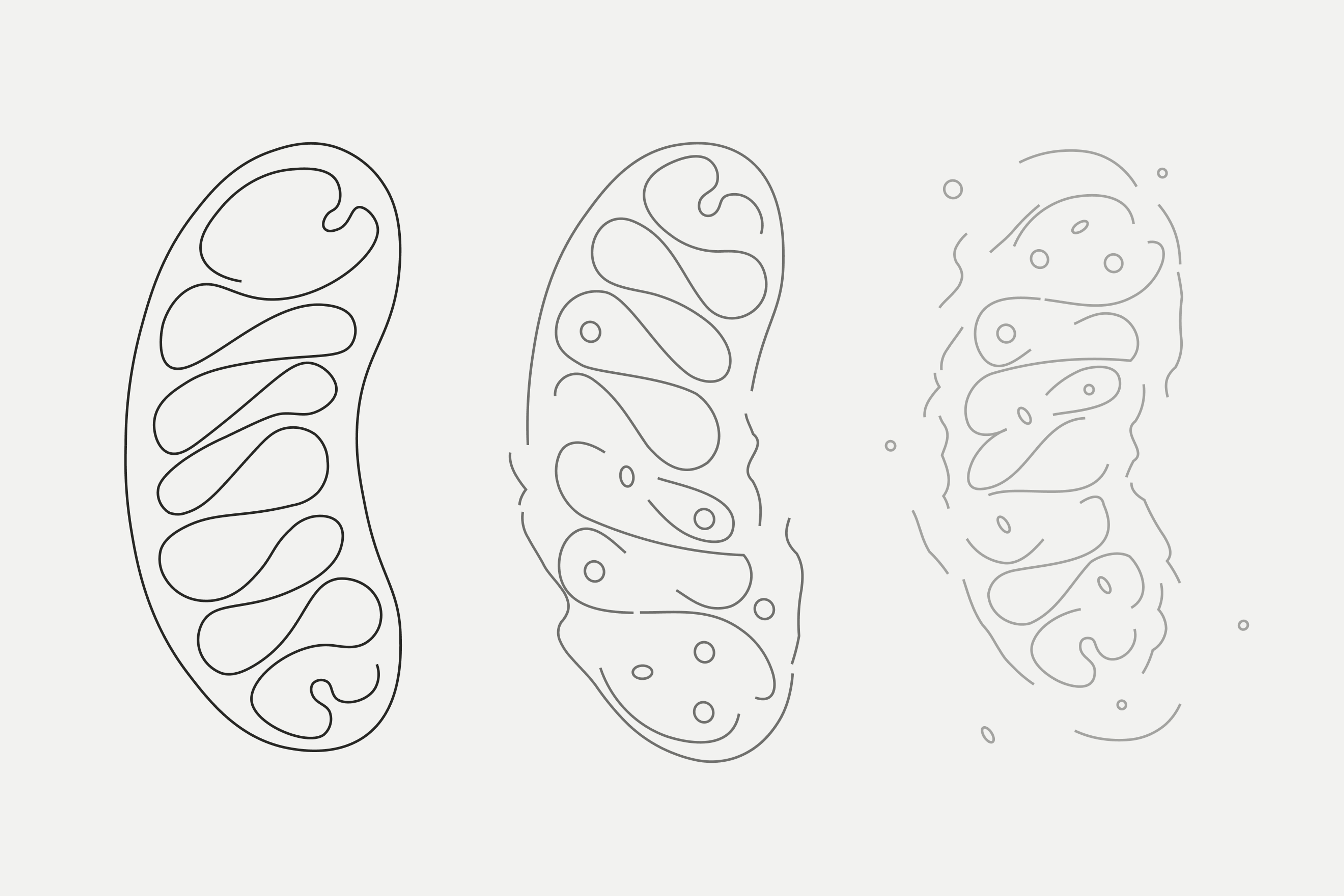 Mitophagy