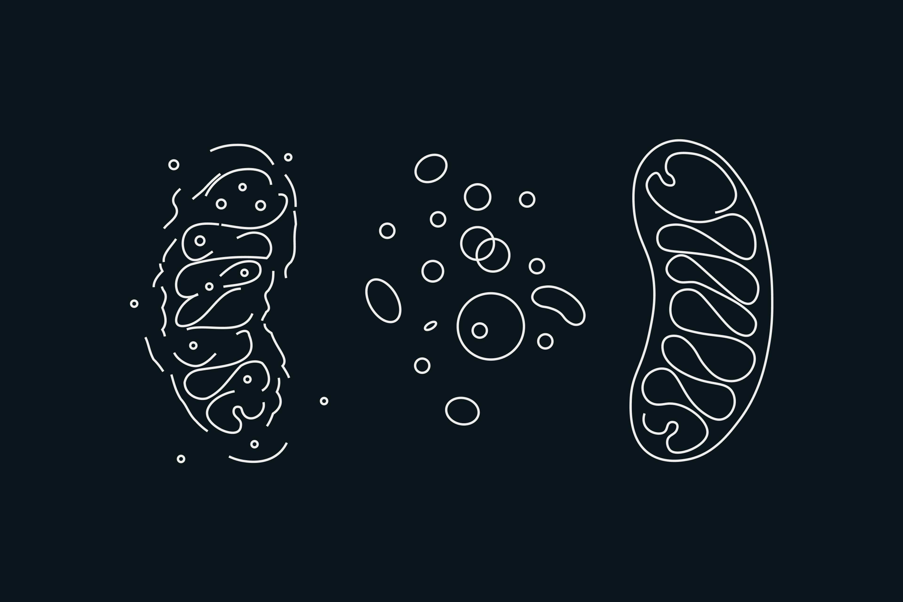Illustration depicting a bad mitochondria next to new mitochondria and good mitochondria