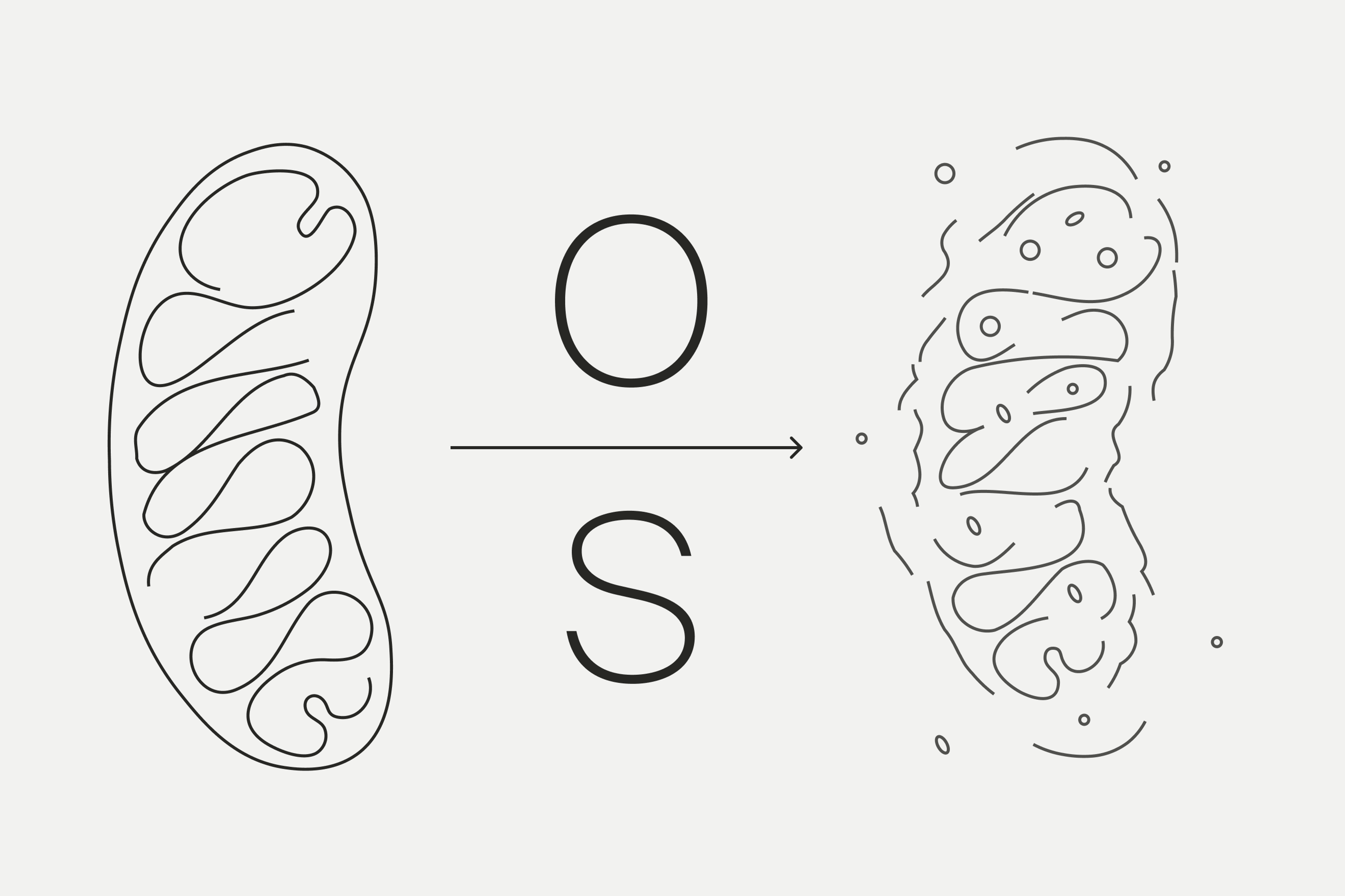 Visual representation of Oxidative Stress on mitochondria