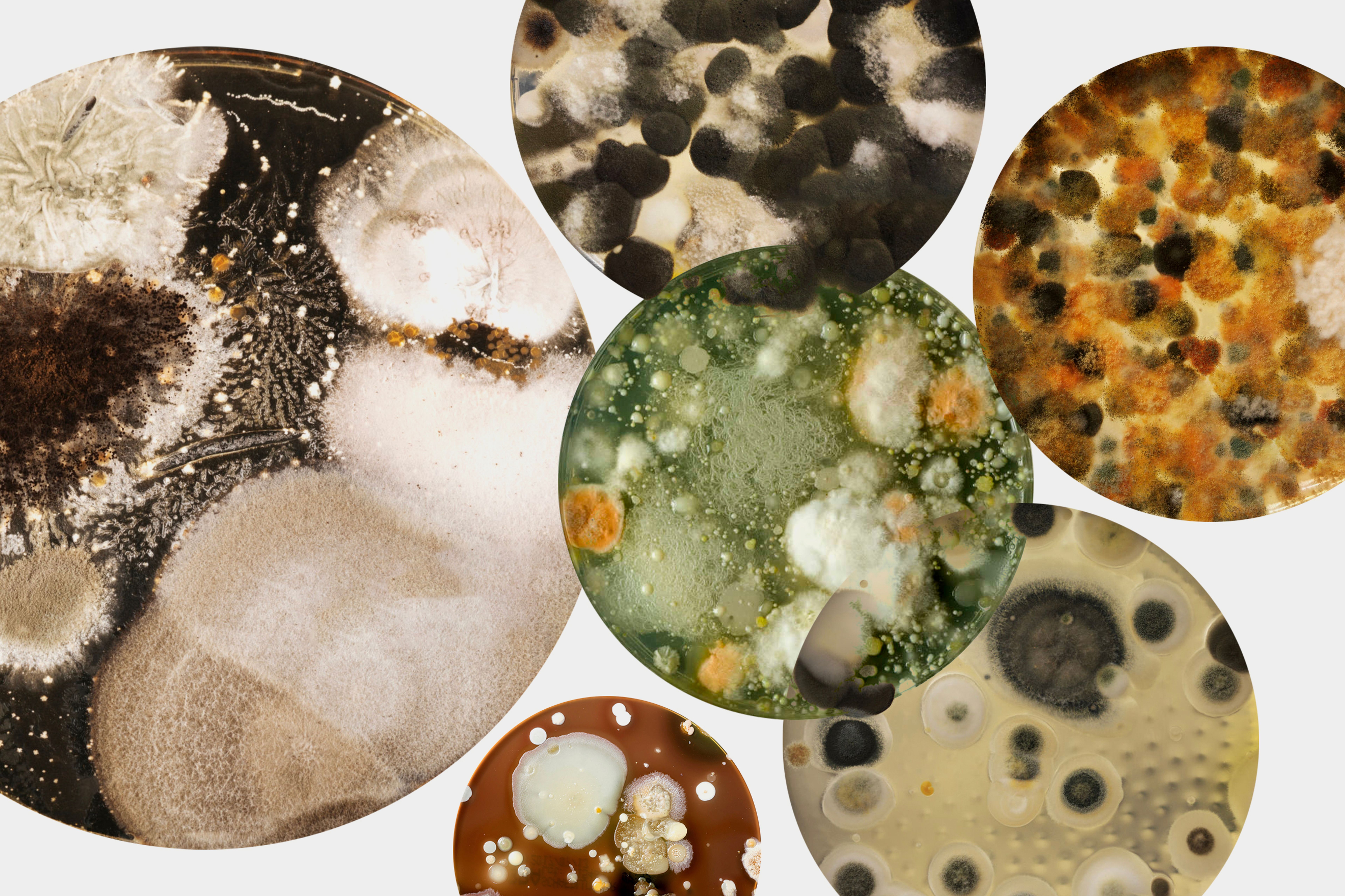 Collage of petri dishes with bacteria culture