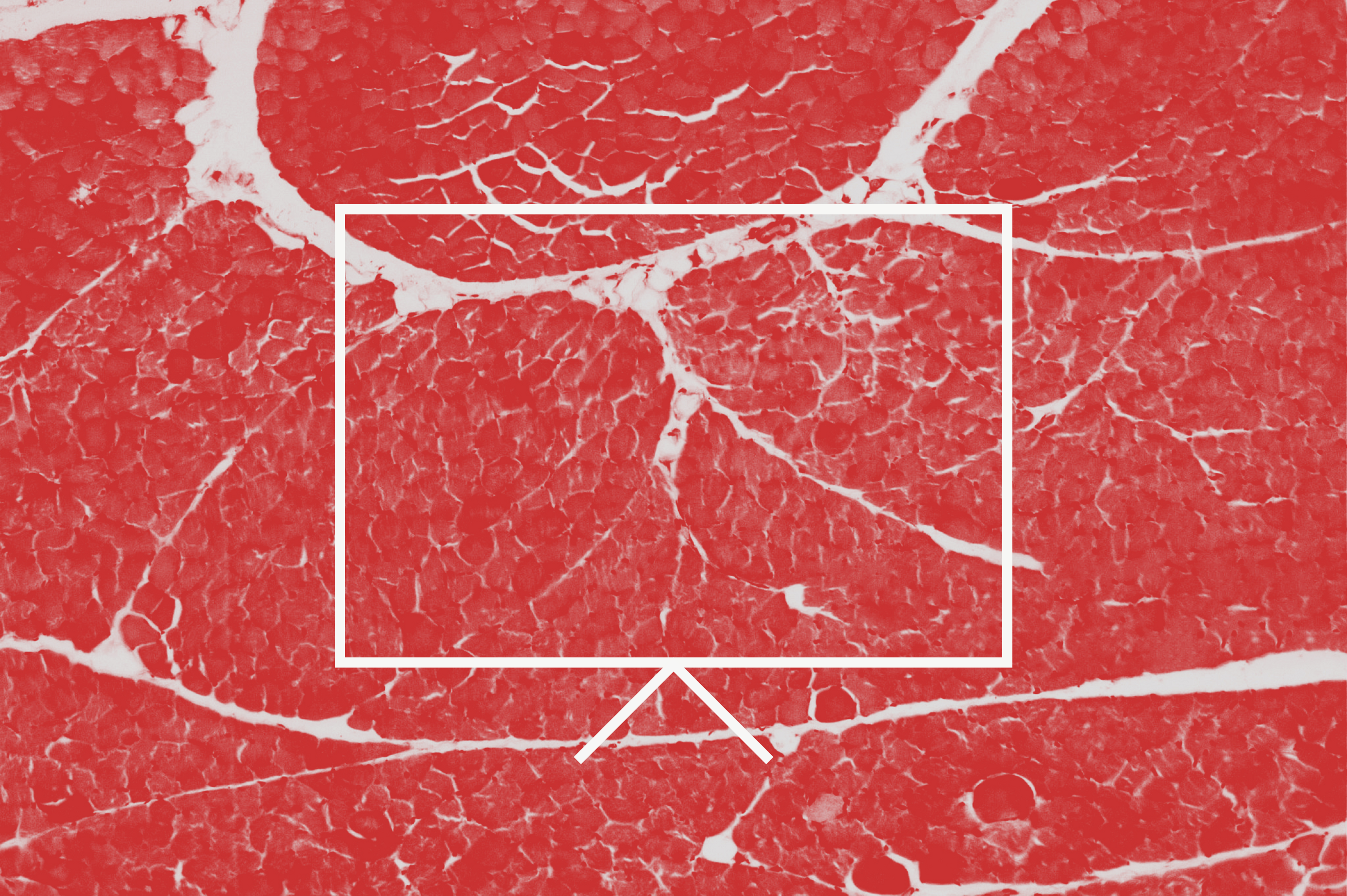 Text ICFSR 2019 next to a circle with a microscope image texture of muscle tissue