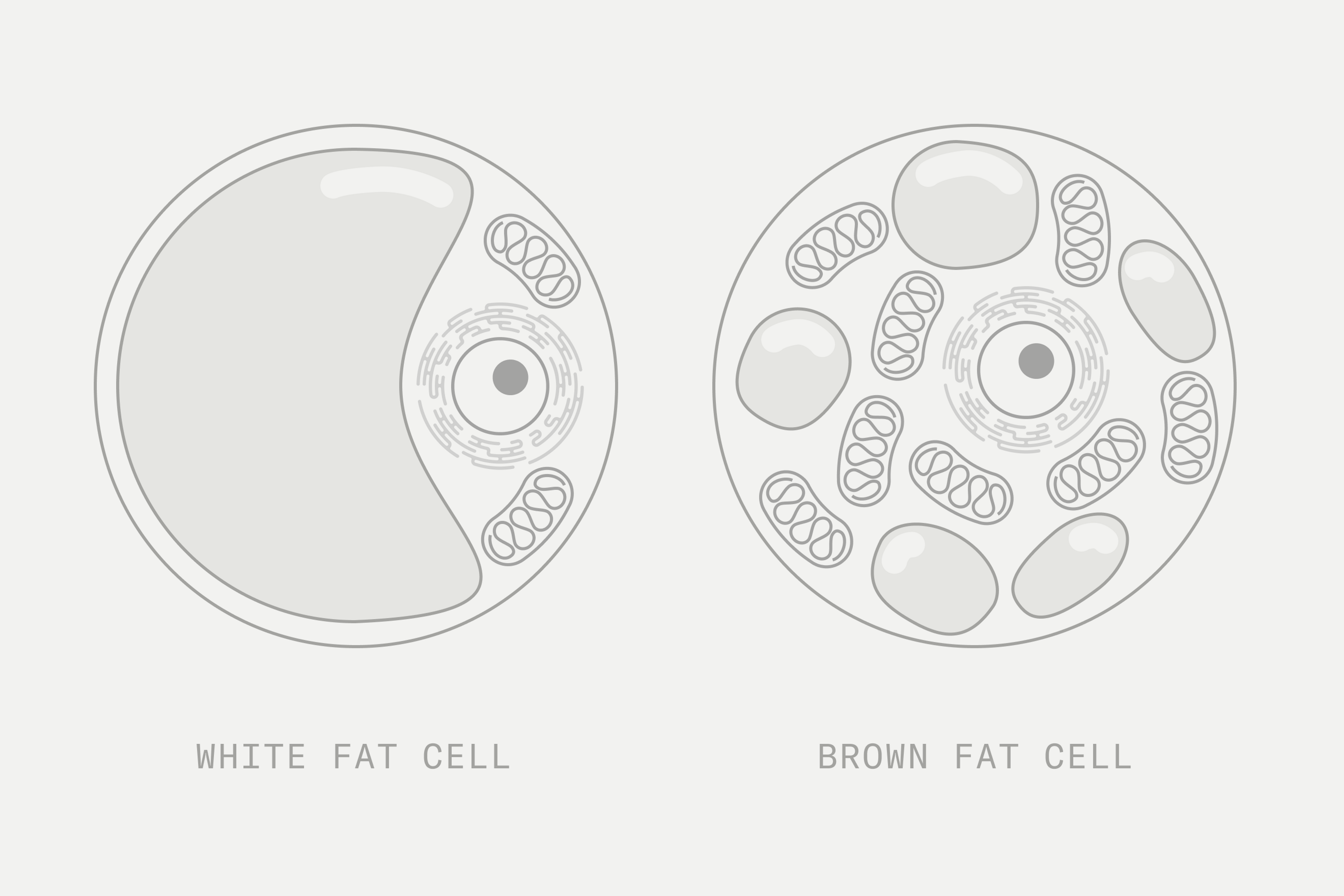 Brown Fat Cells vs White Fat Cells