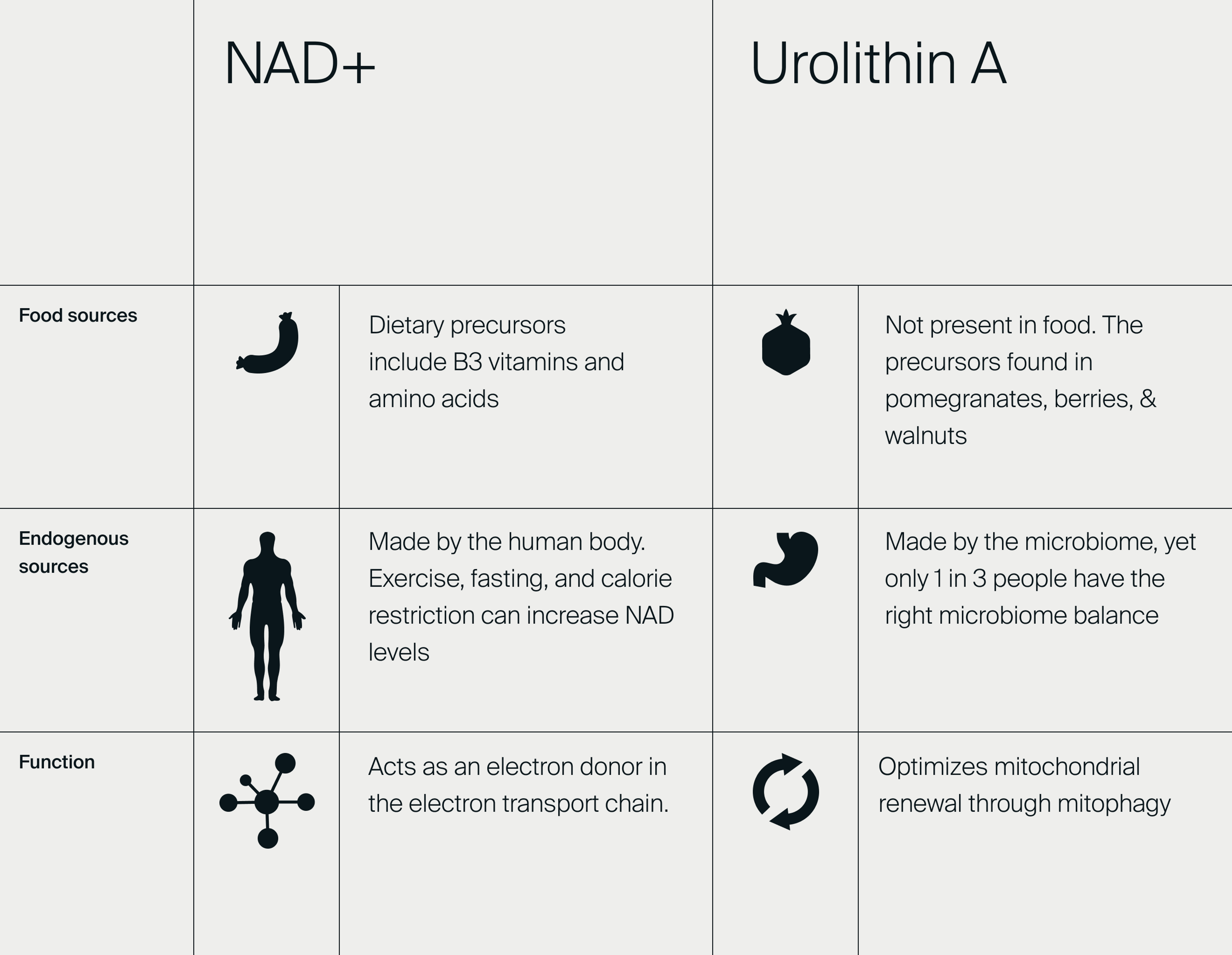 Table comparing the endogenous sources, food sources and the function of Urolithin A and NAD+