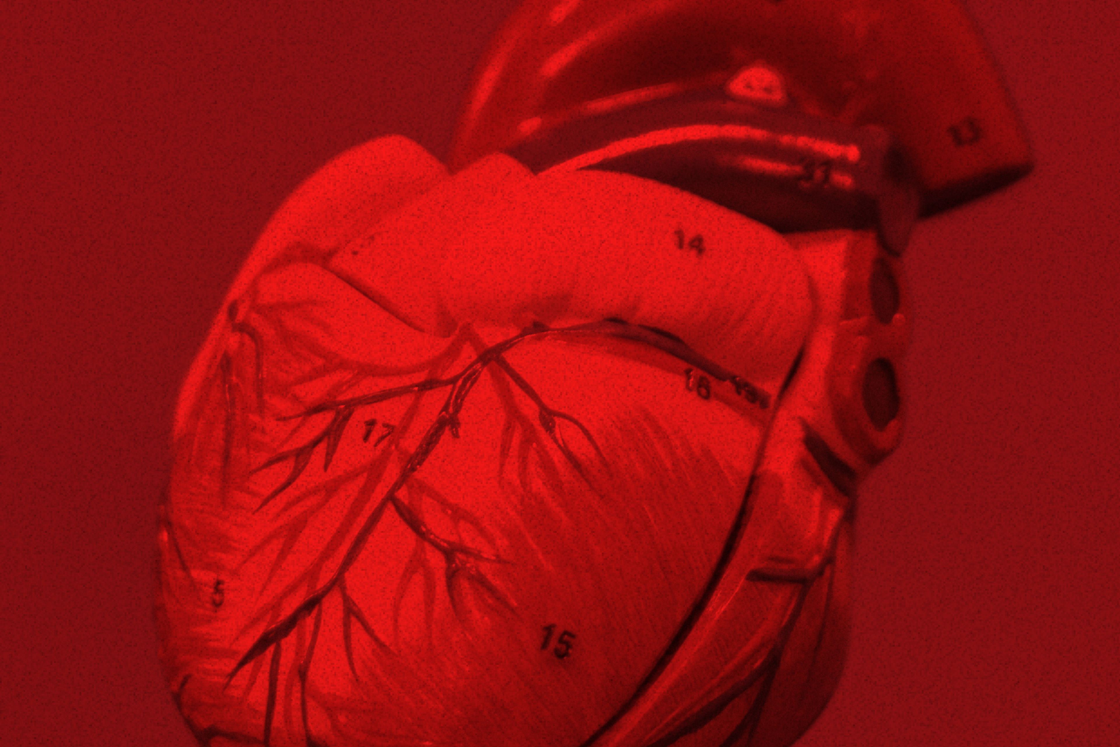 Red heart model