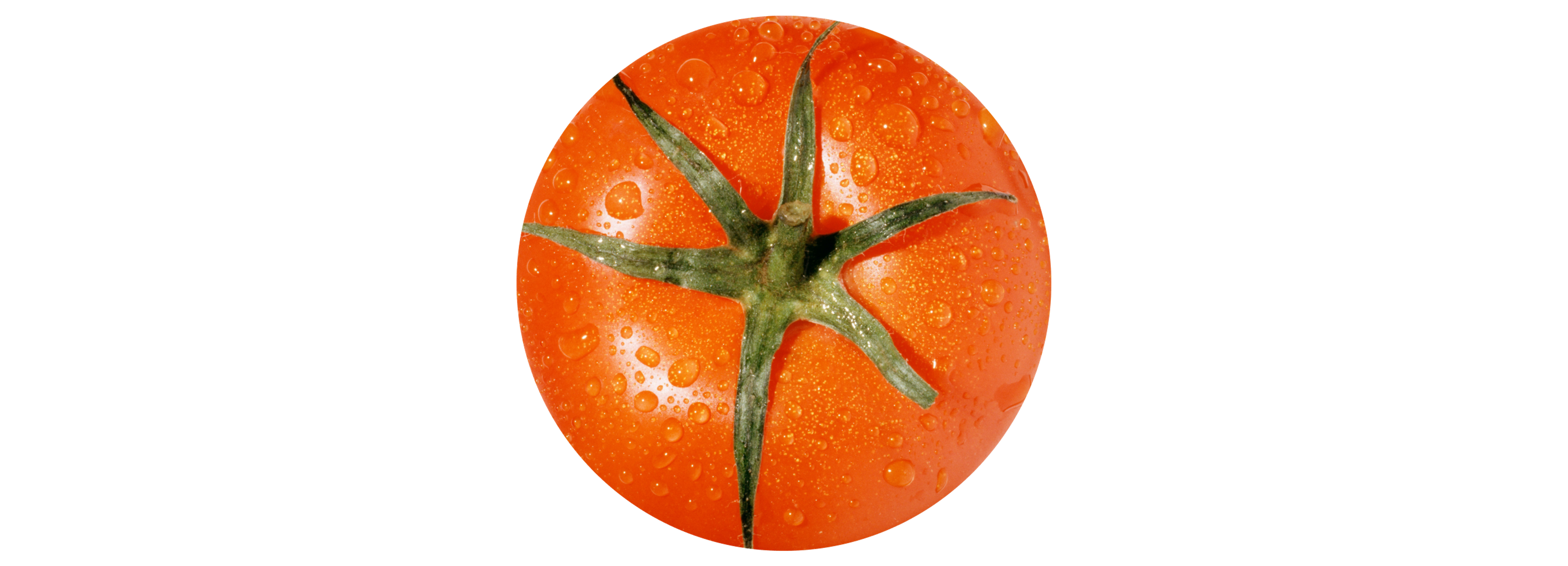 Tomato
