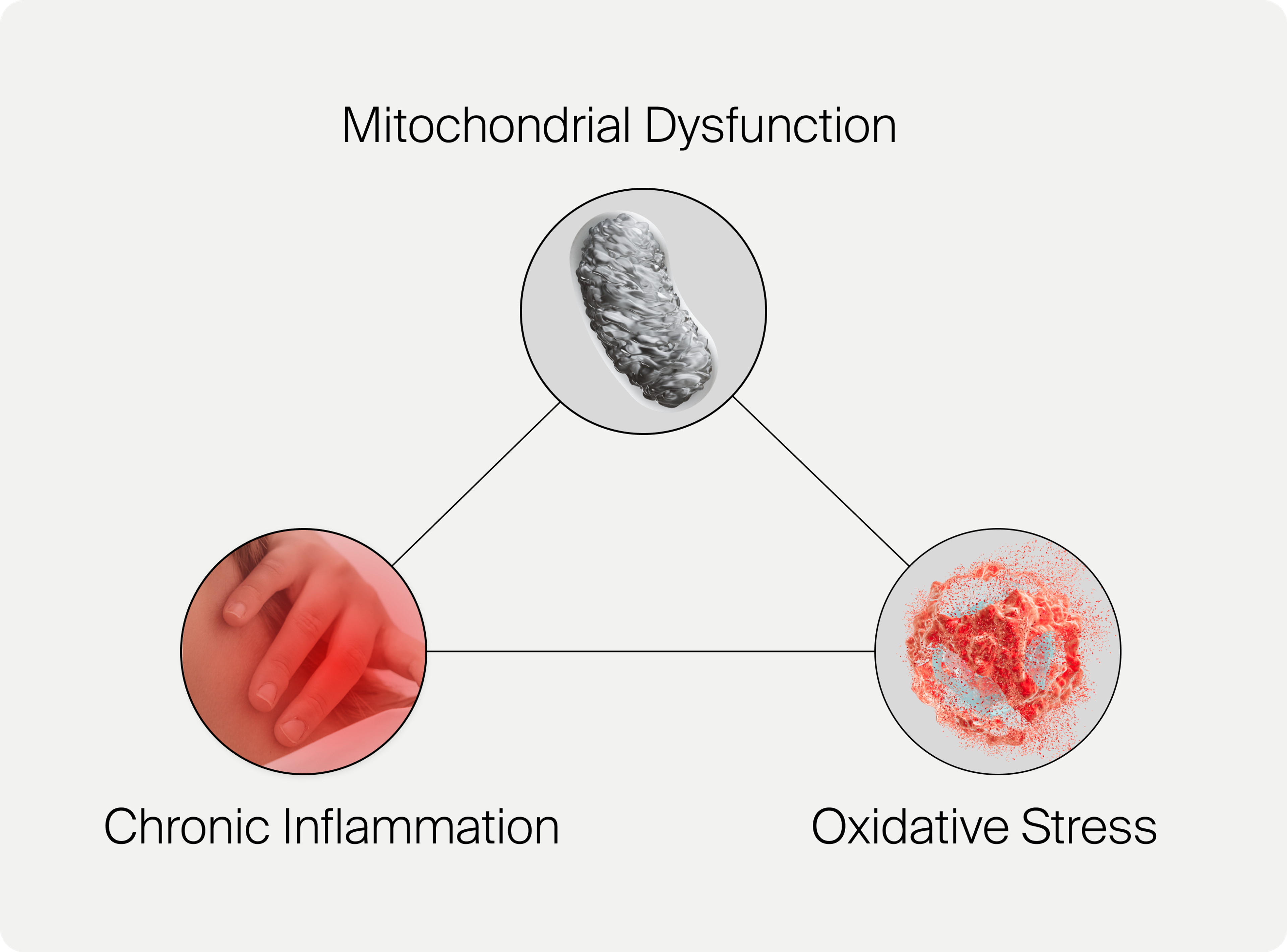 Relation between Mitochondial Dysfunction, Inflammation and Oxidative Stress
