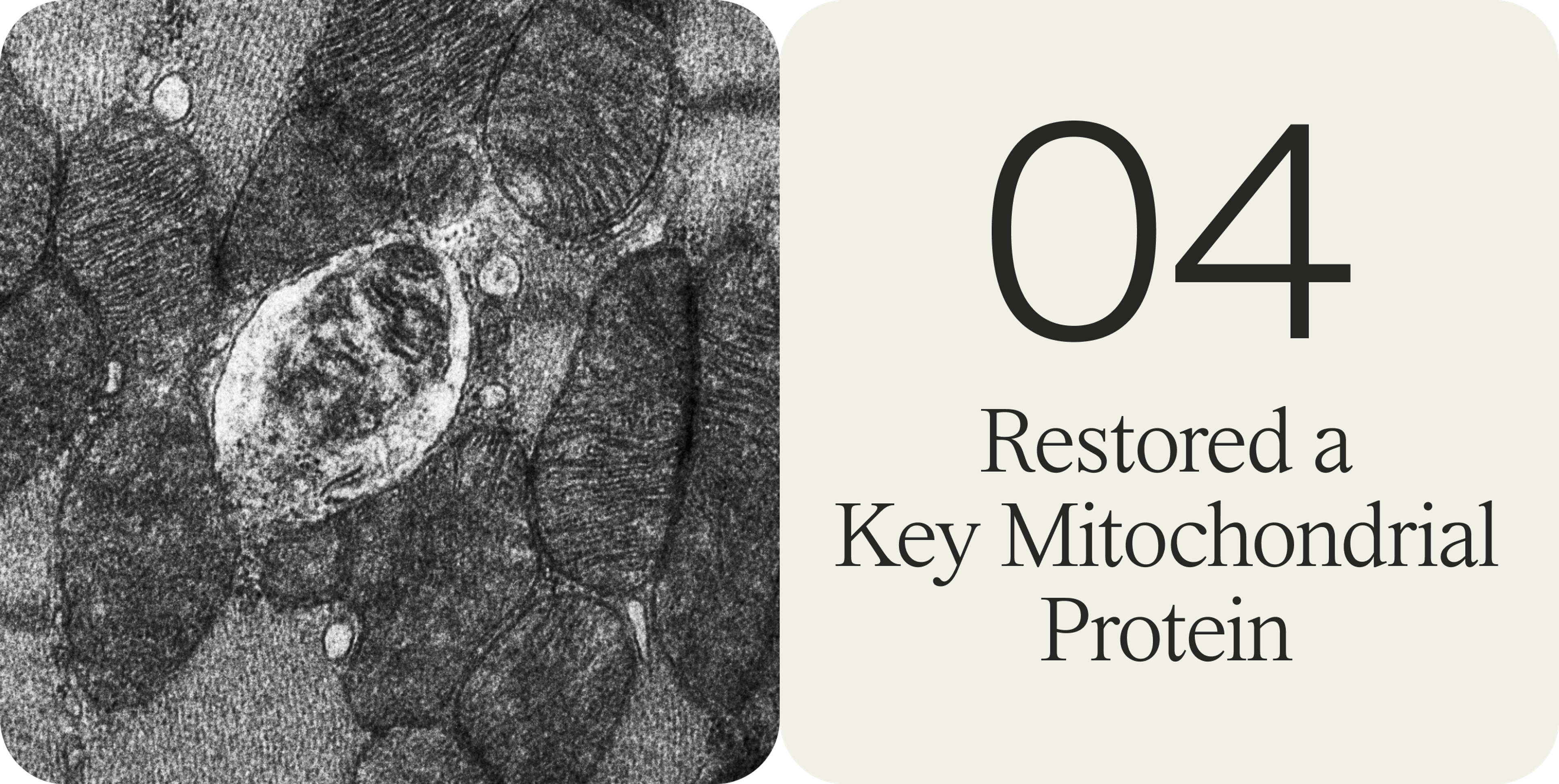 Urolithin A Restored a Key Mitochondrial Protein