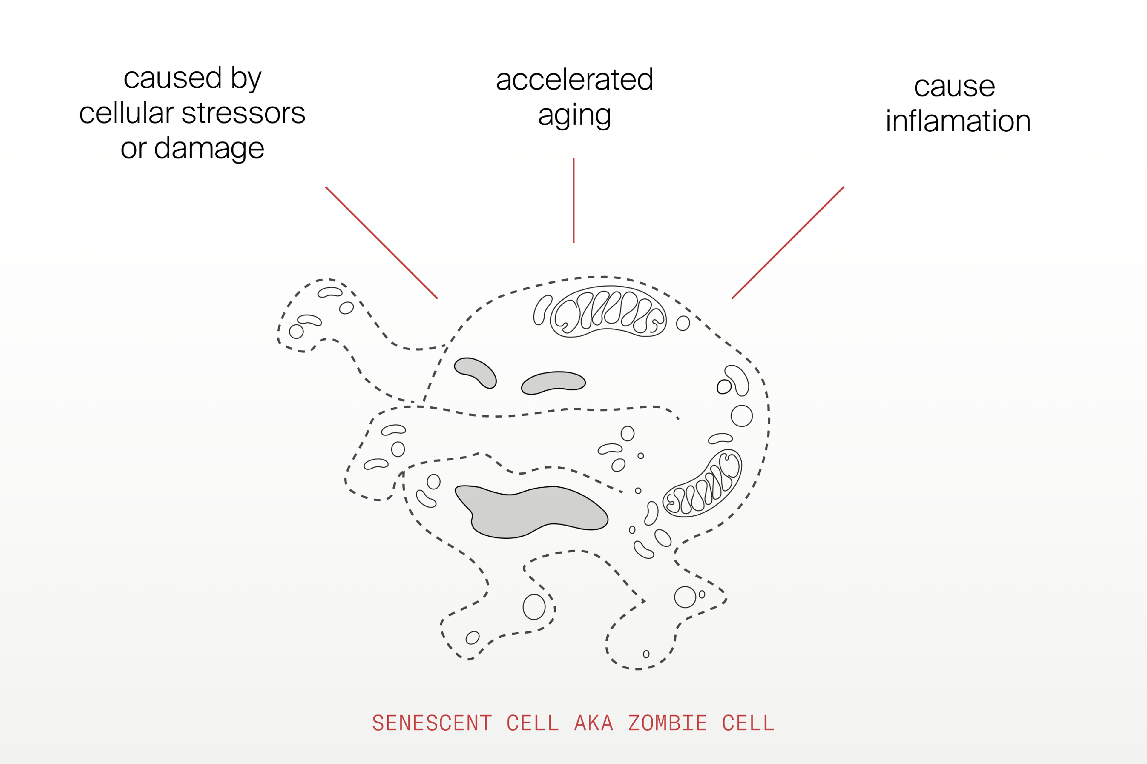 Senescent cells