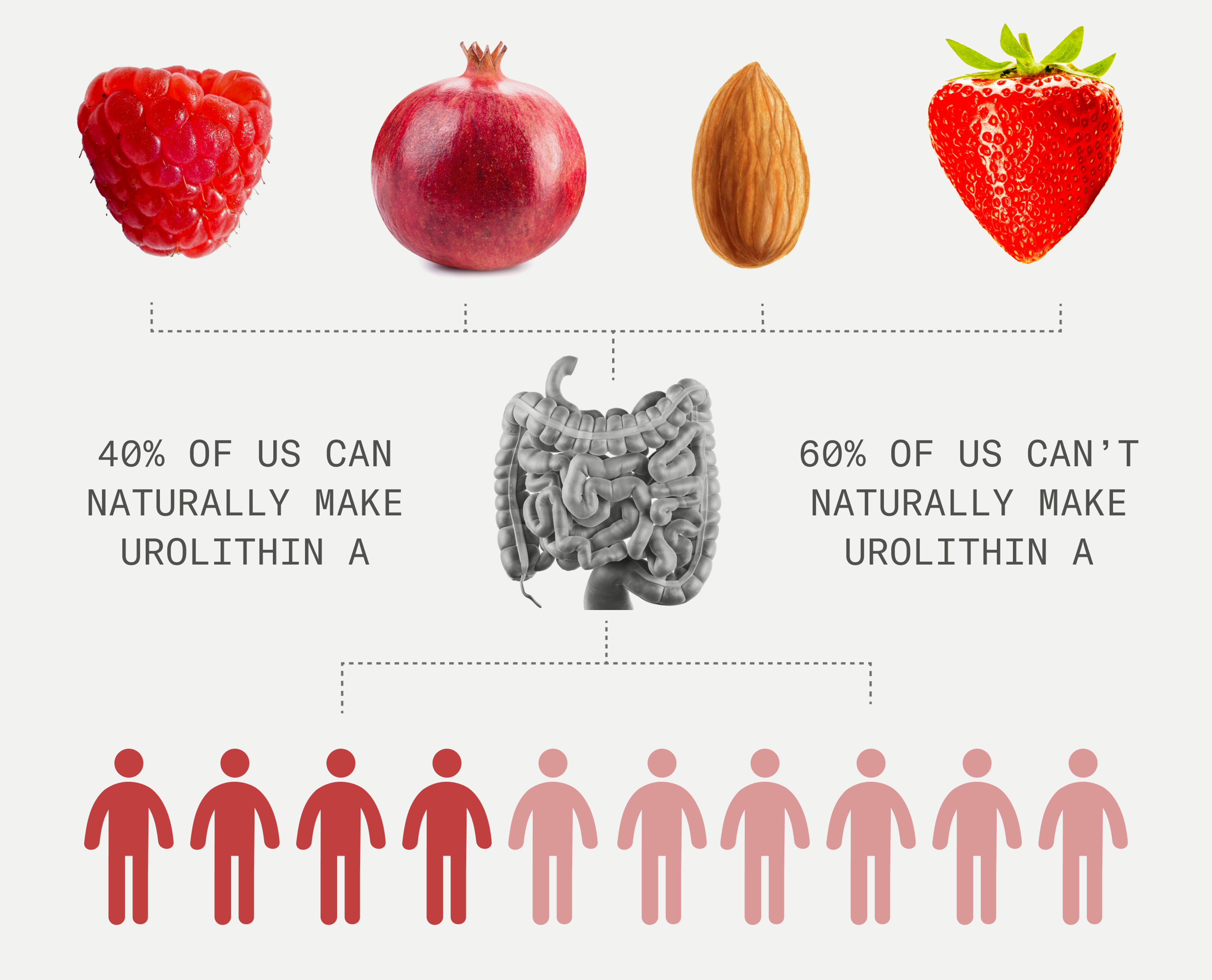 Only 40% of the humans can naturally make urolithin A in their guts