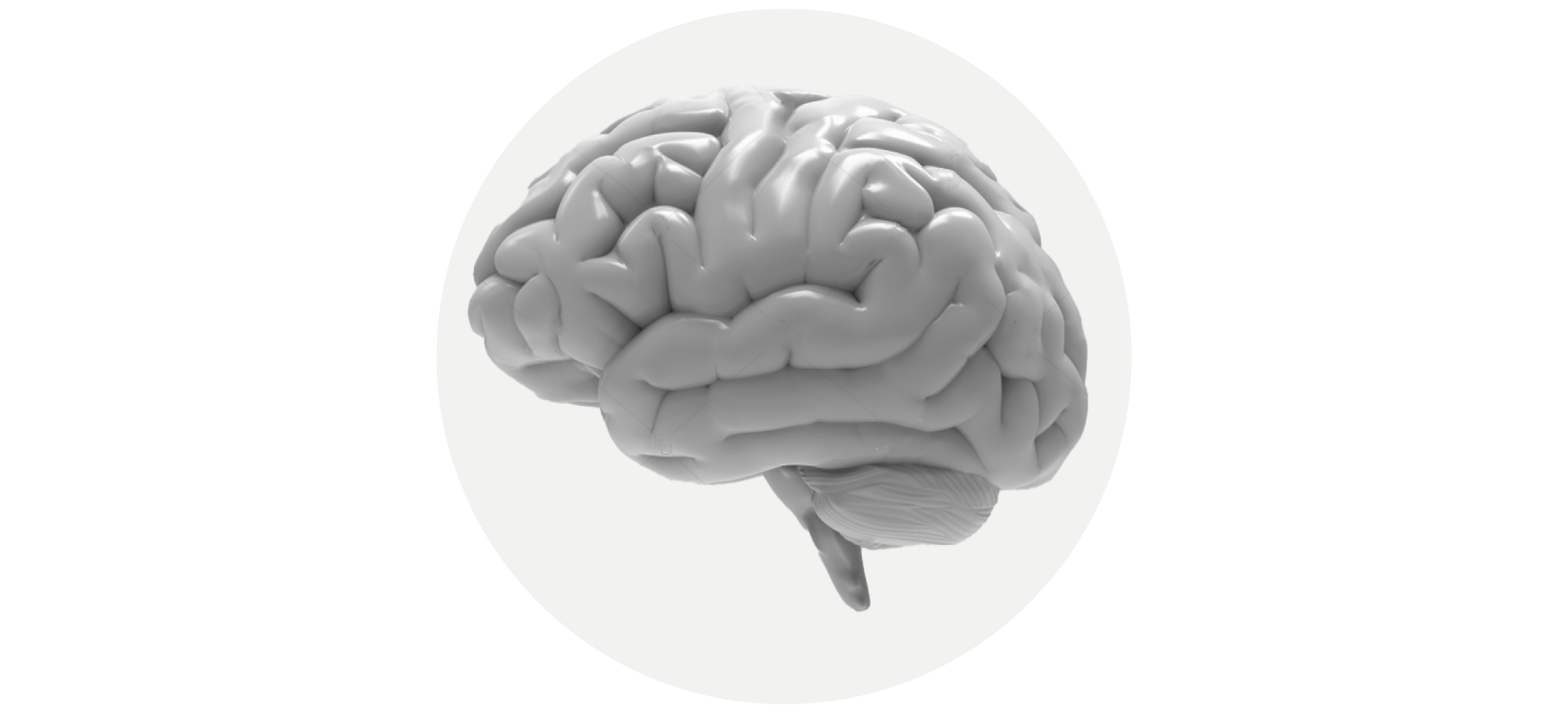 3D brain representation
