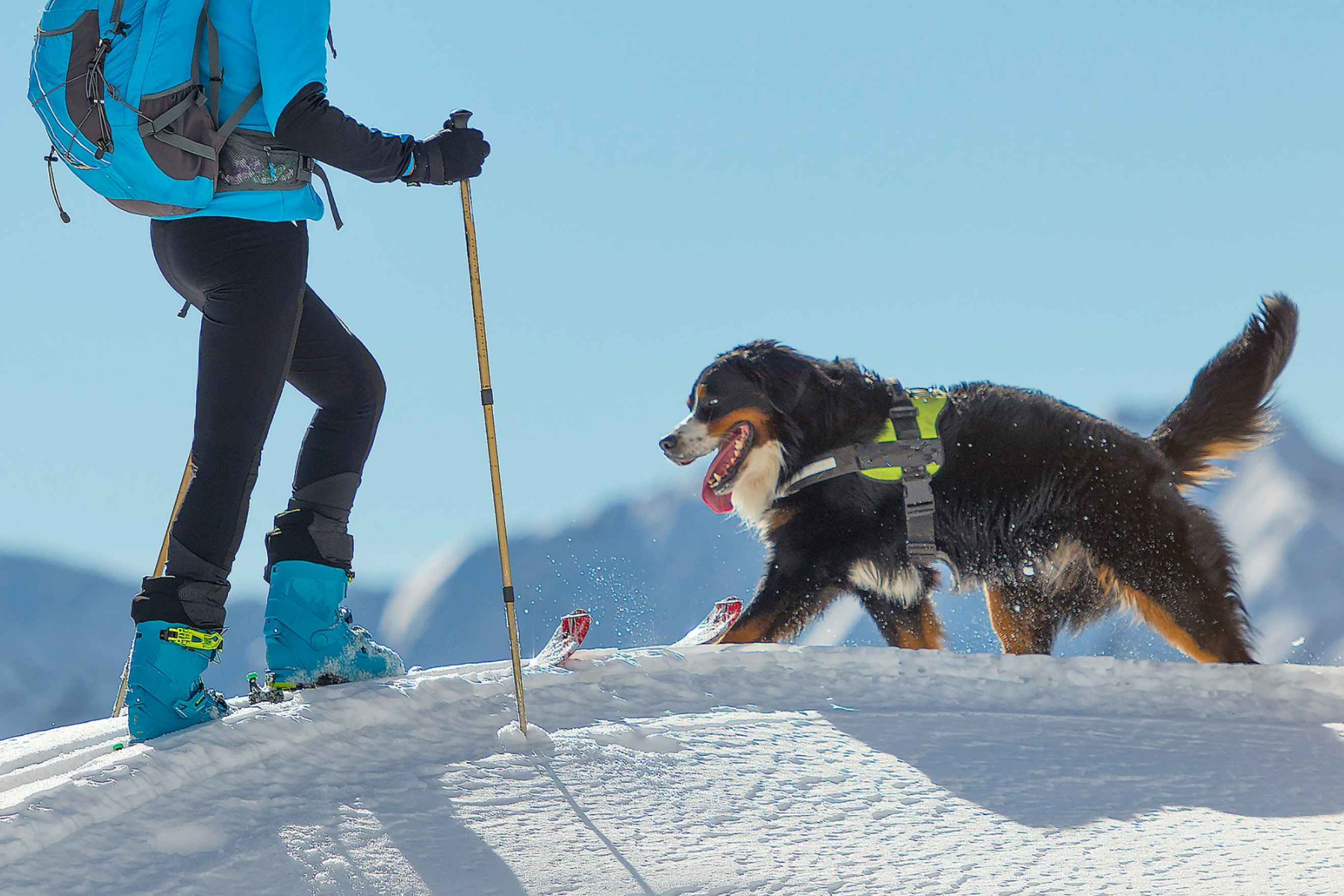 Bernese Mountain Dog and Person Hiking