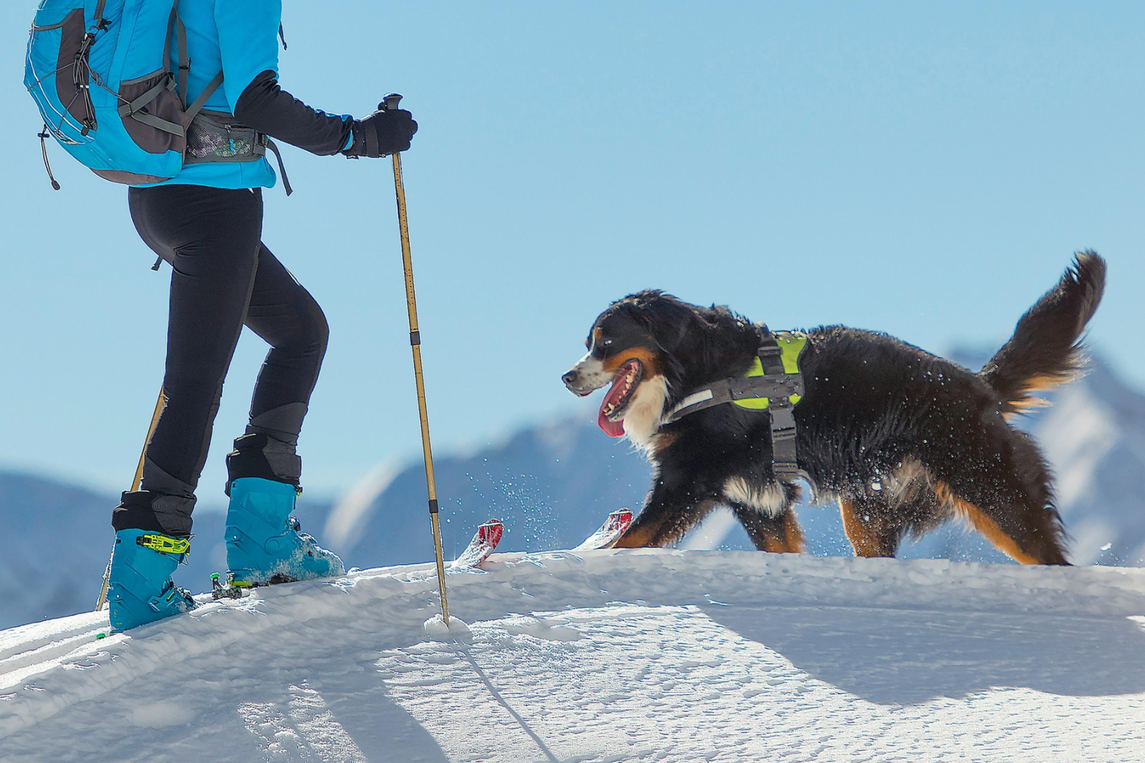 Bernese Mountain Dog and Person Hiking