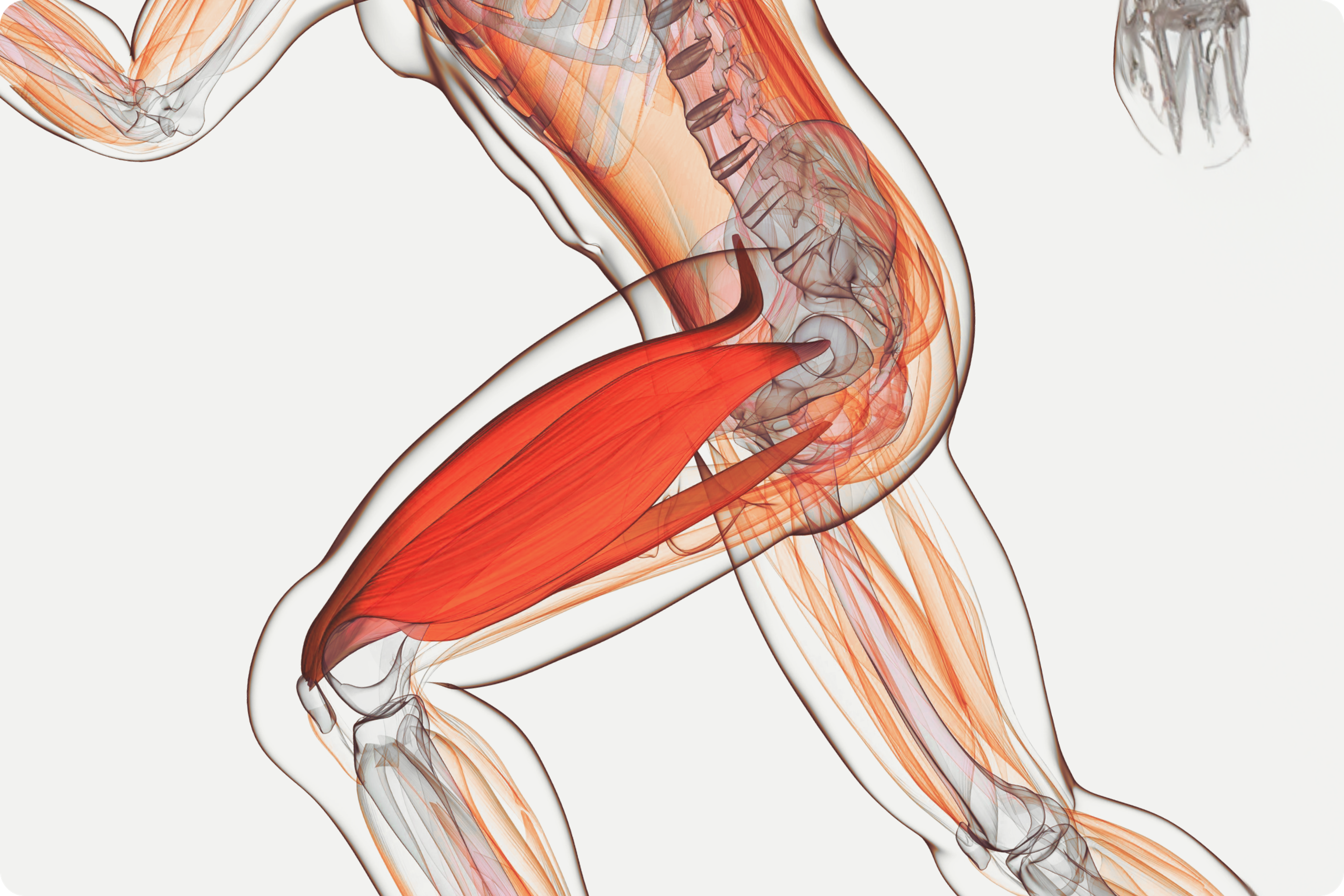 Muscle 3d illustration