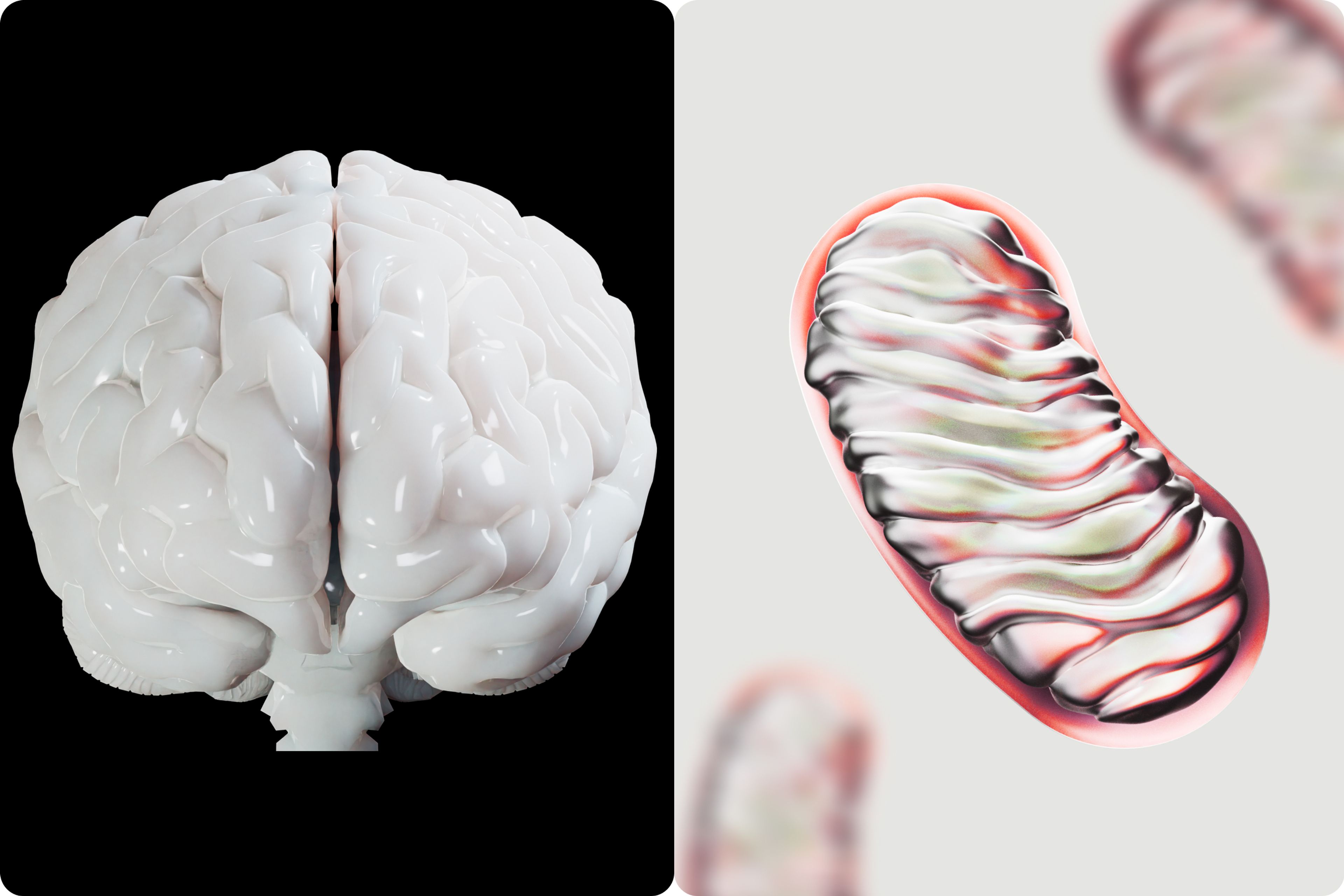 The Brain and the mitochondria