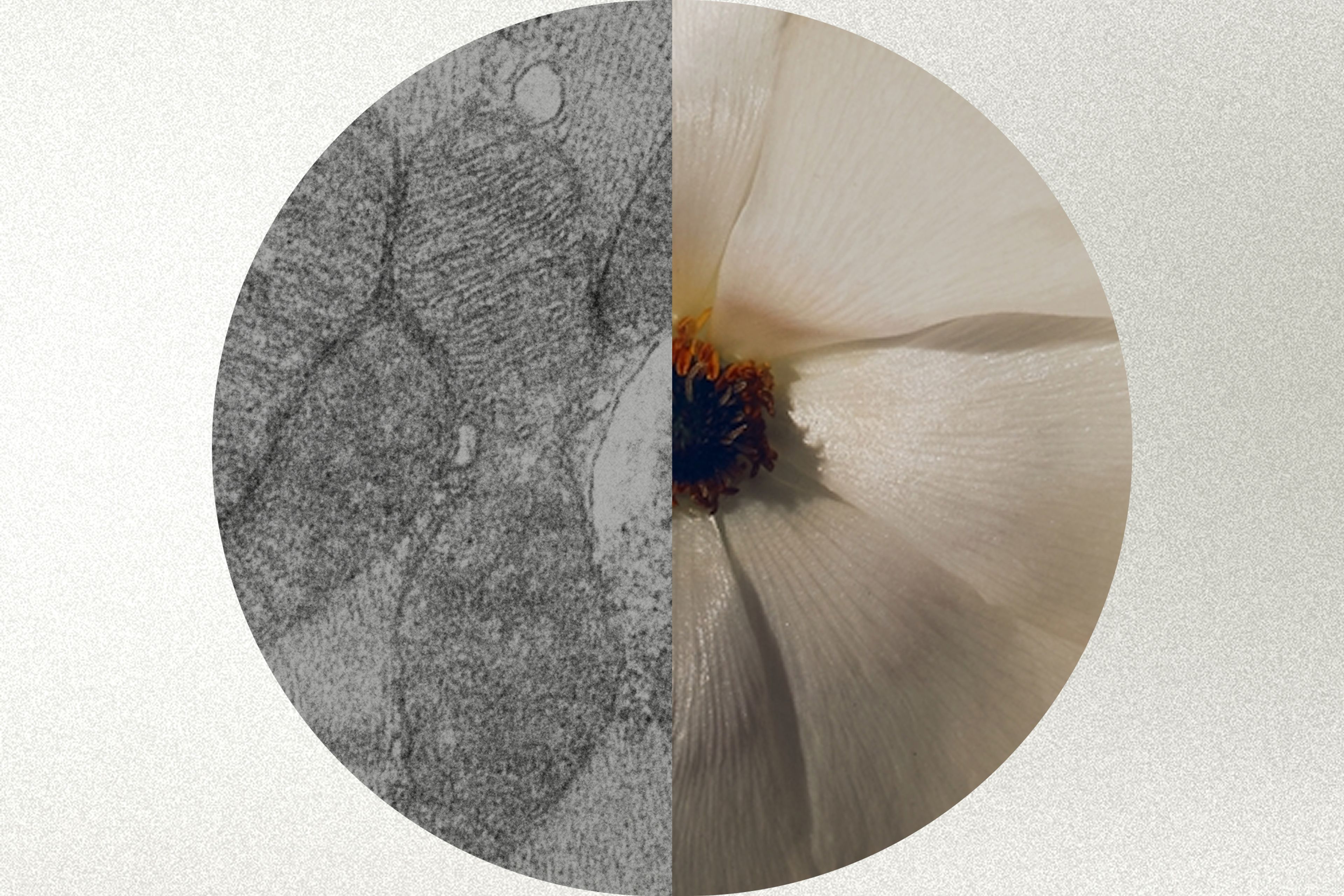 Mitochondria and flower side by side