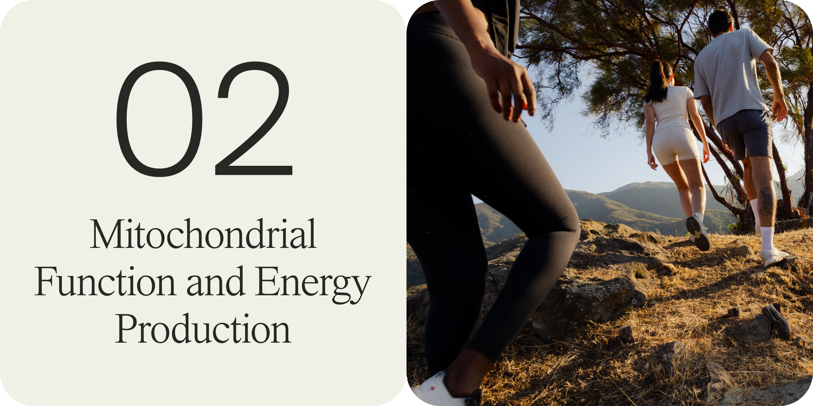 mitochondrial function and energy production