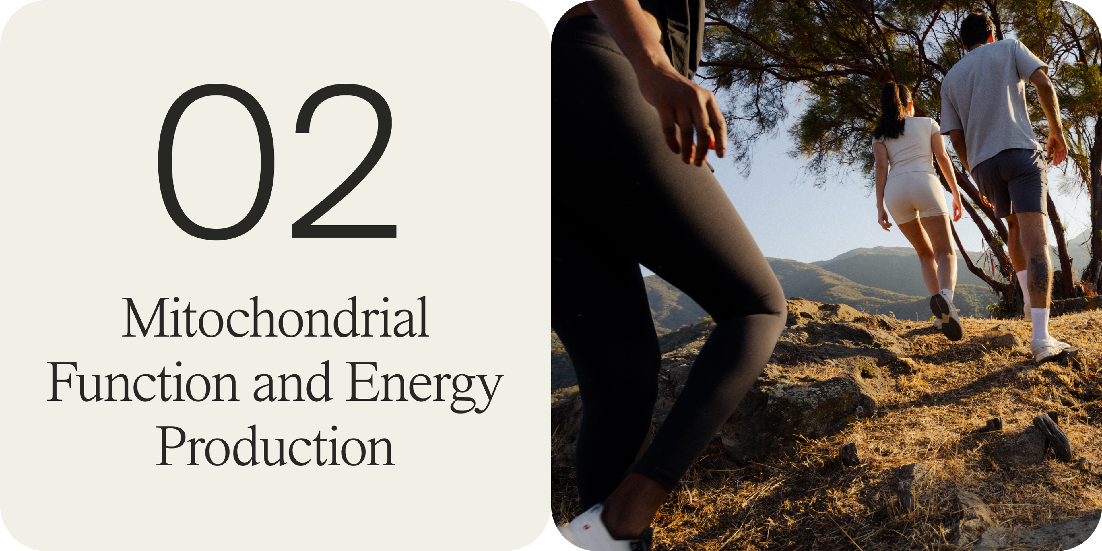 mitochondrial function and energy production