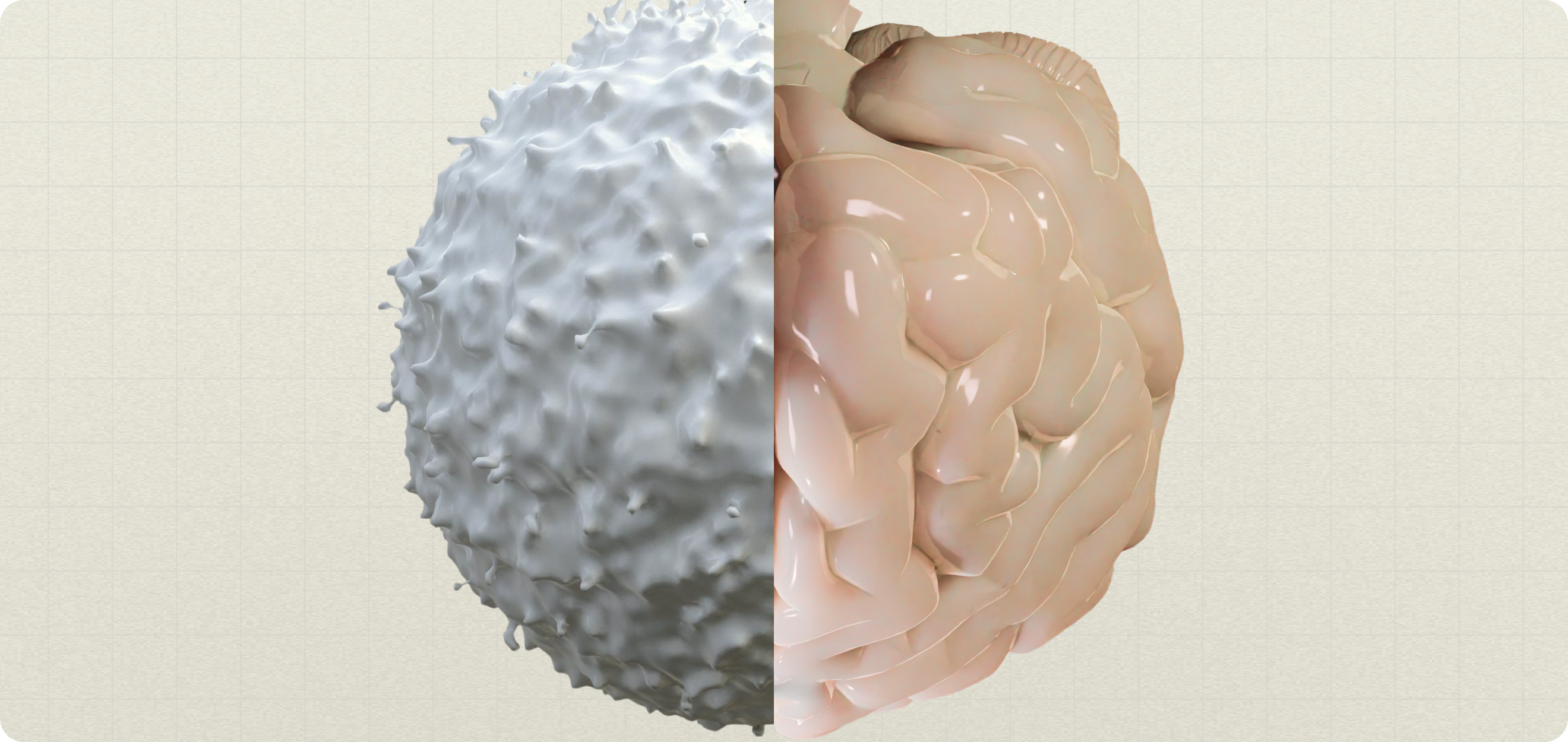 brain and immune study