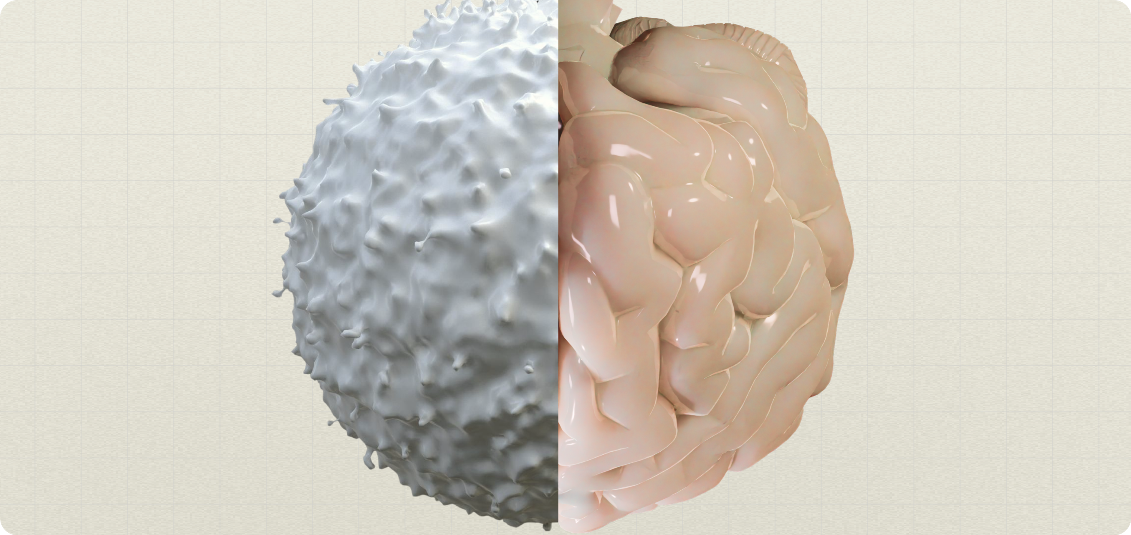 brain and immune study