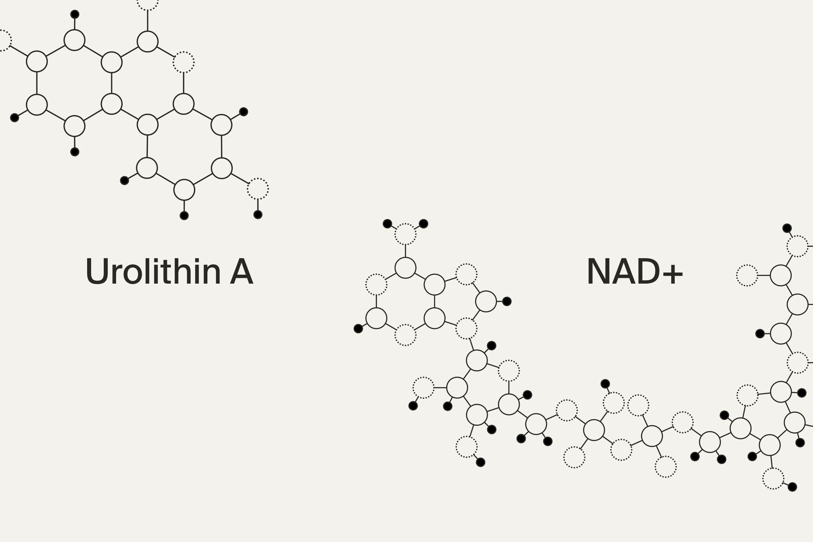 UA and NAD+ molecule