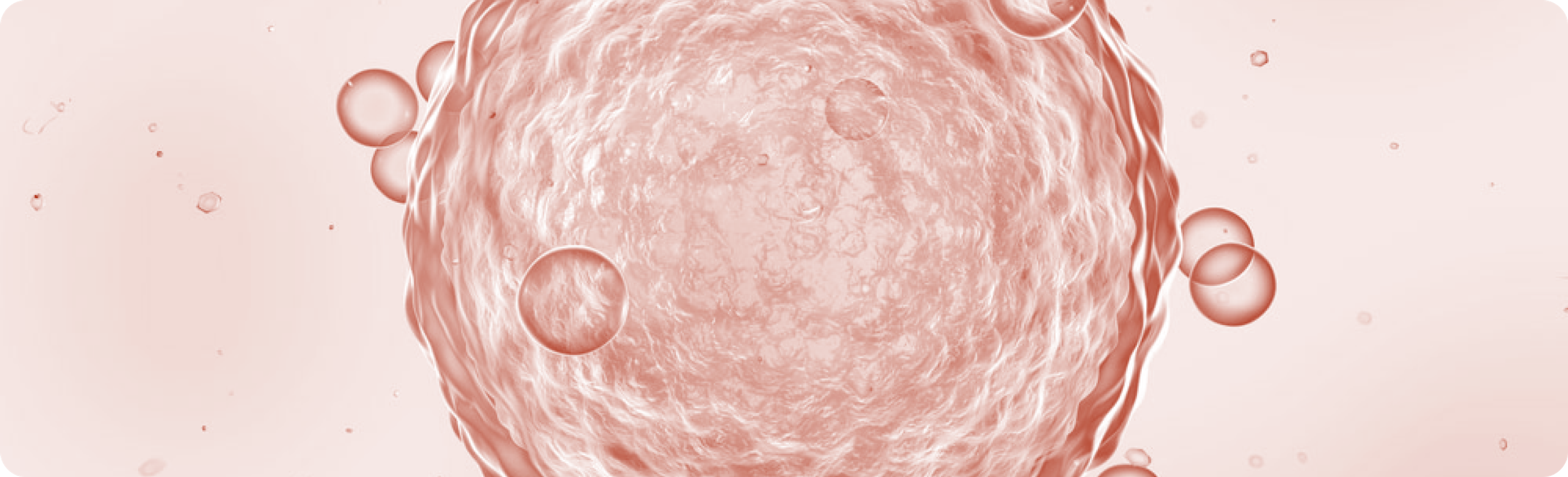 mitochondria and egg quality